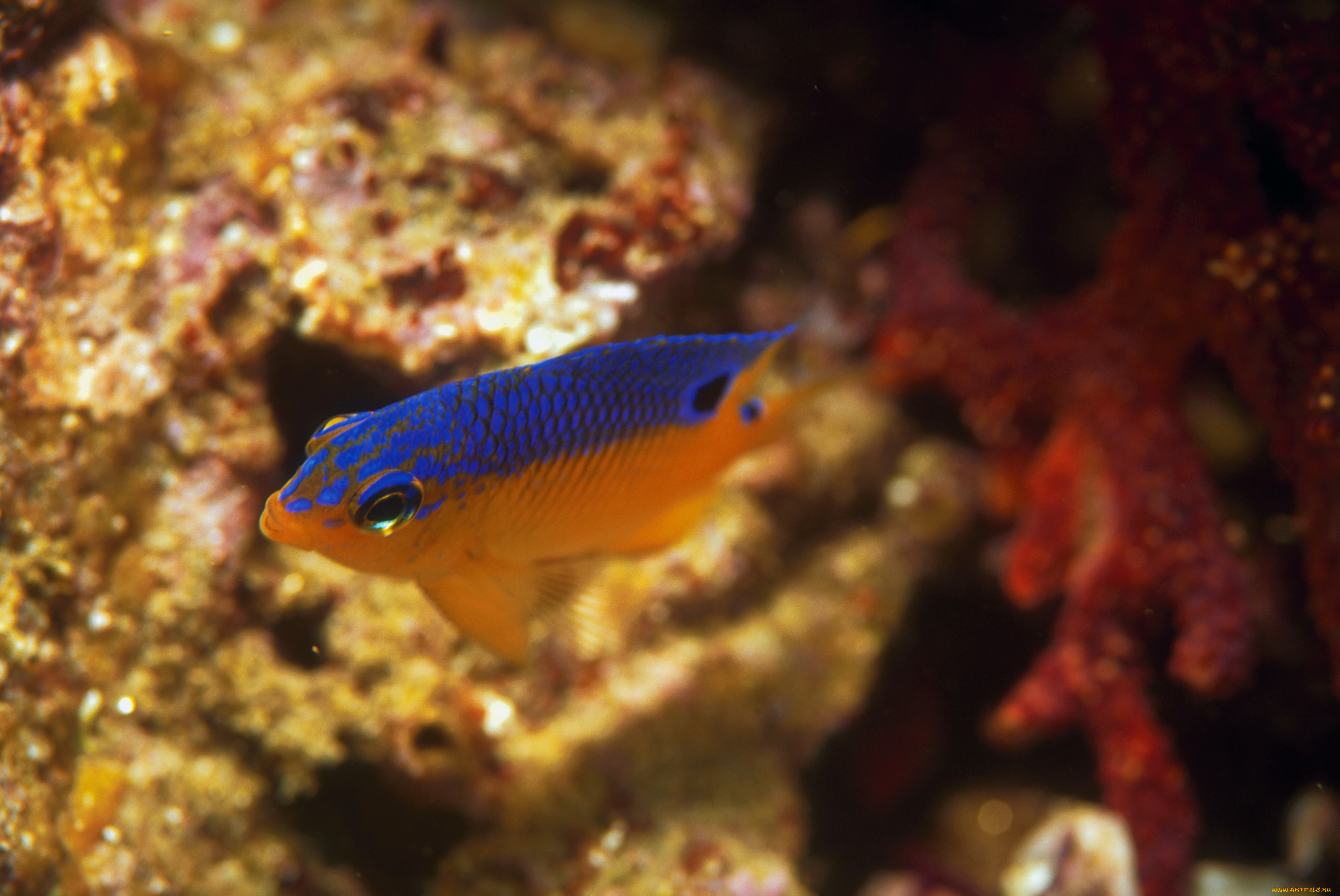 животные, рыбы