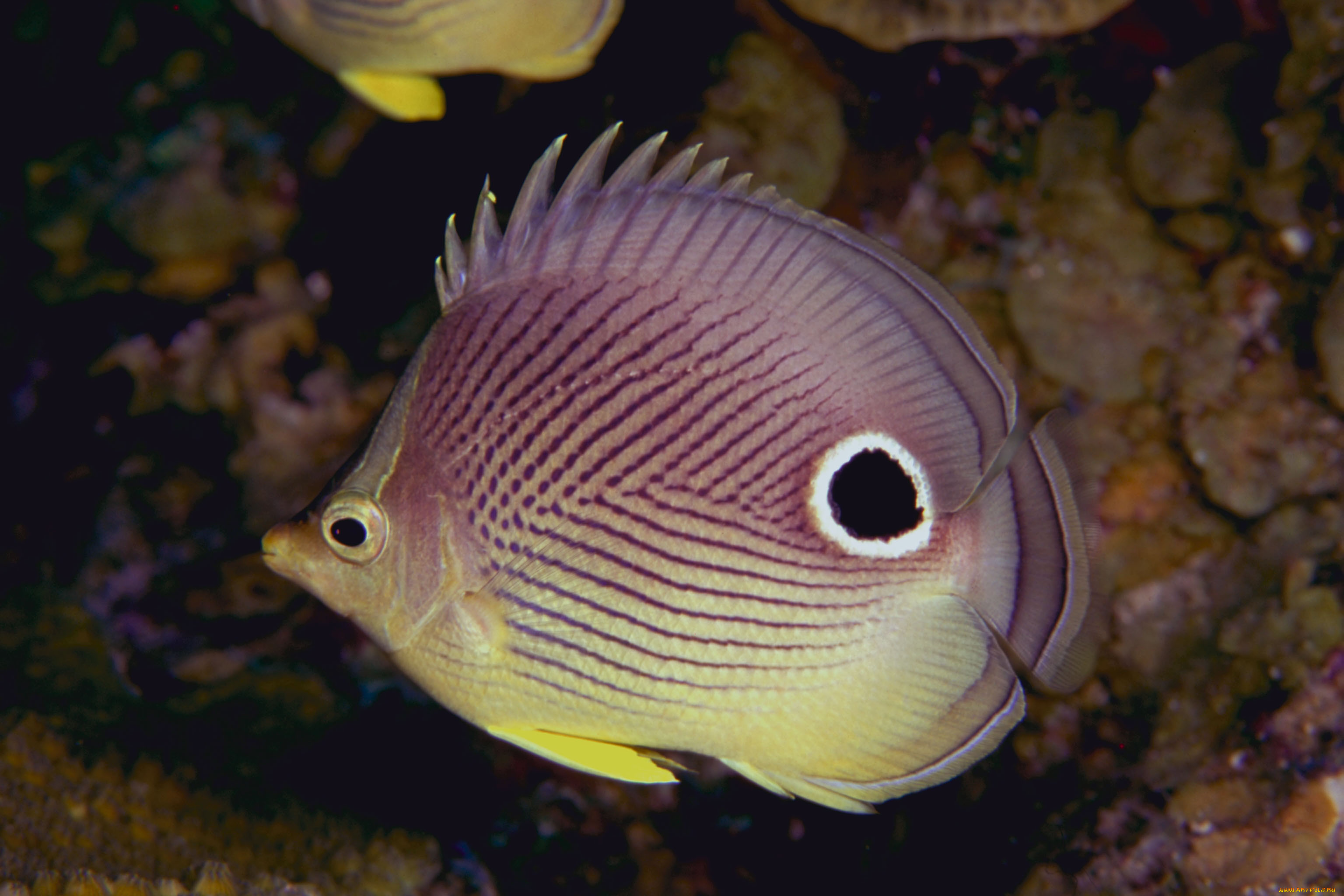 животные, рыбы