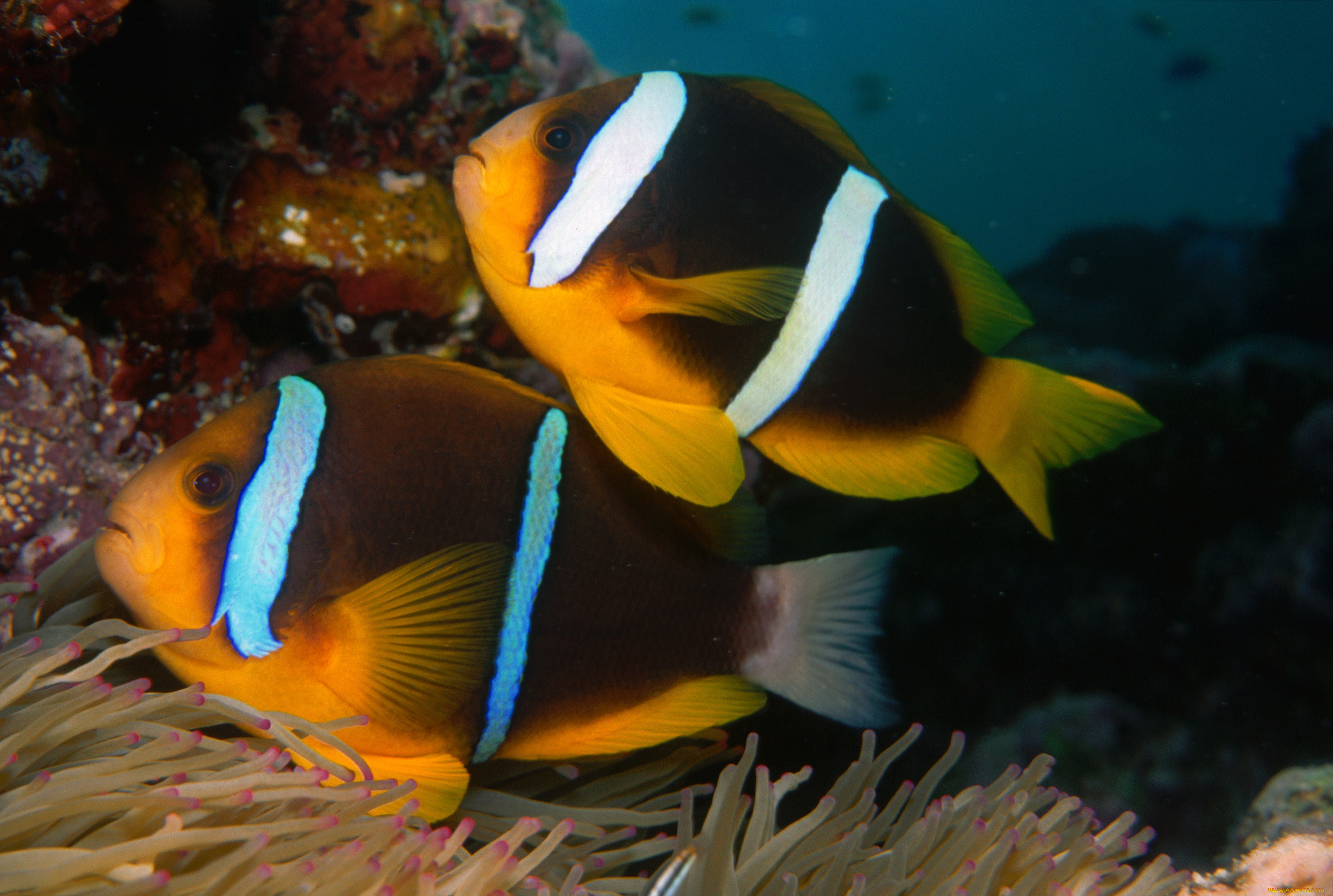 животные, рыбы