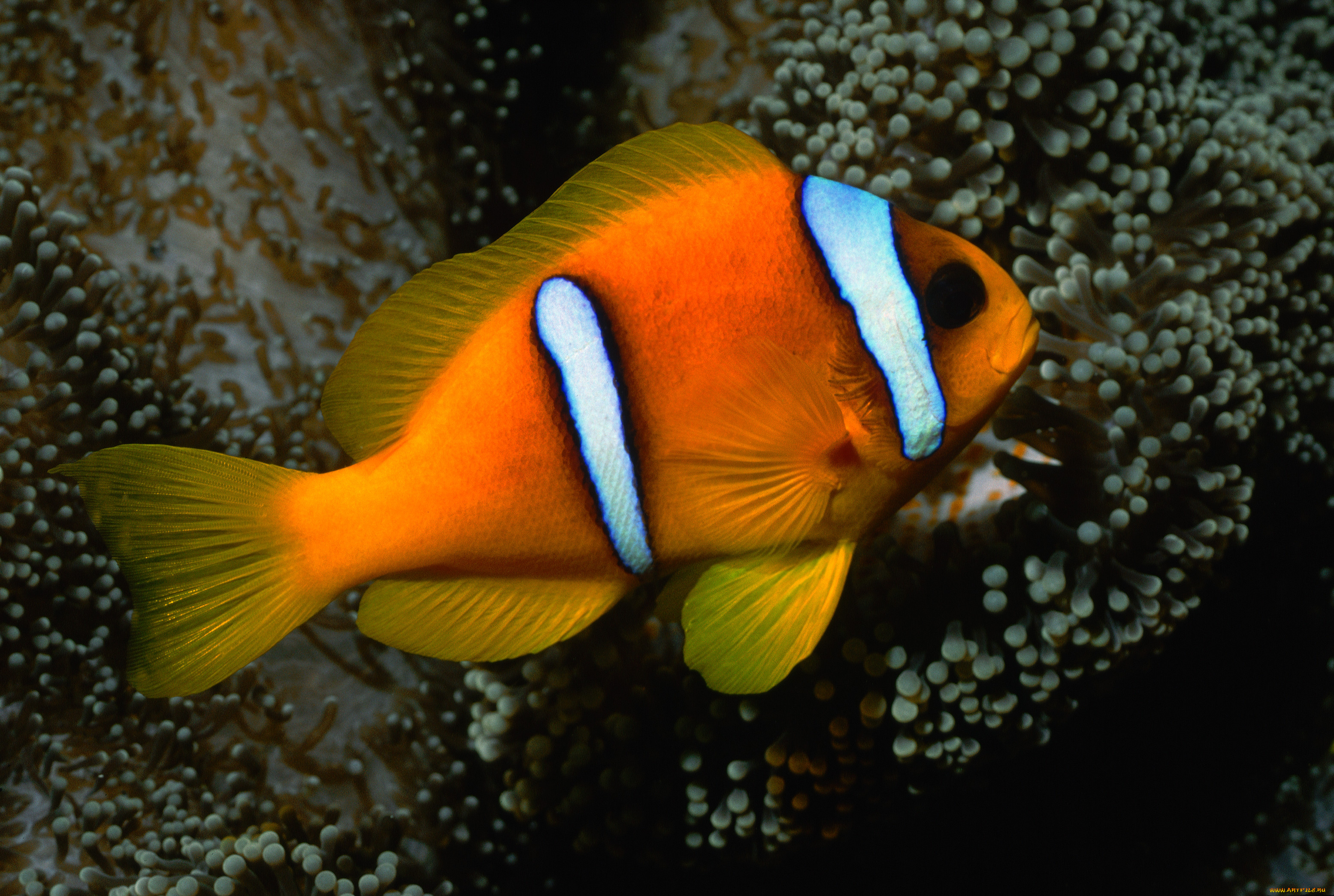 животные, рыбы