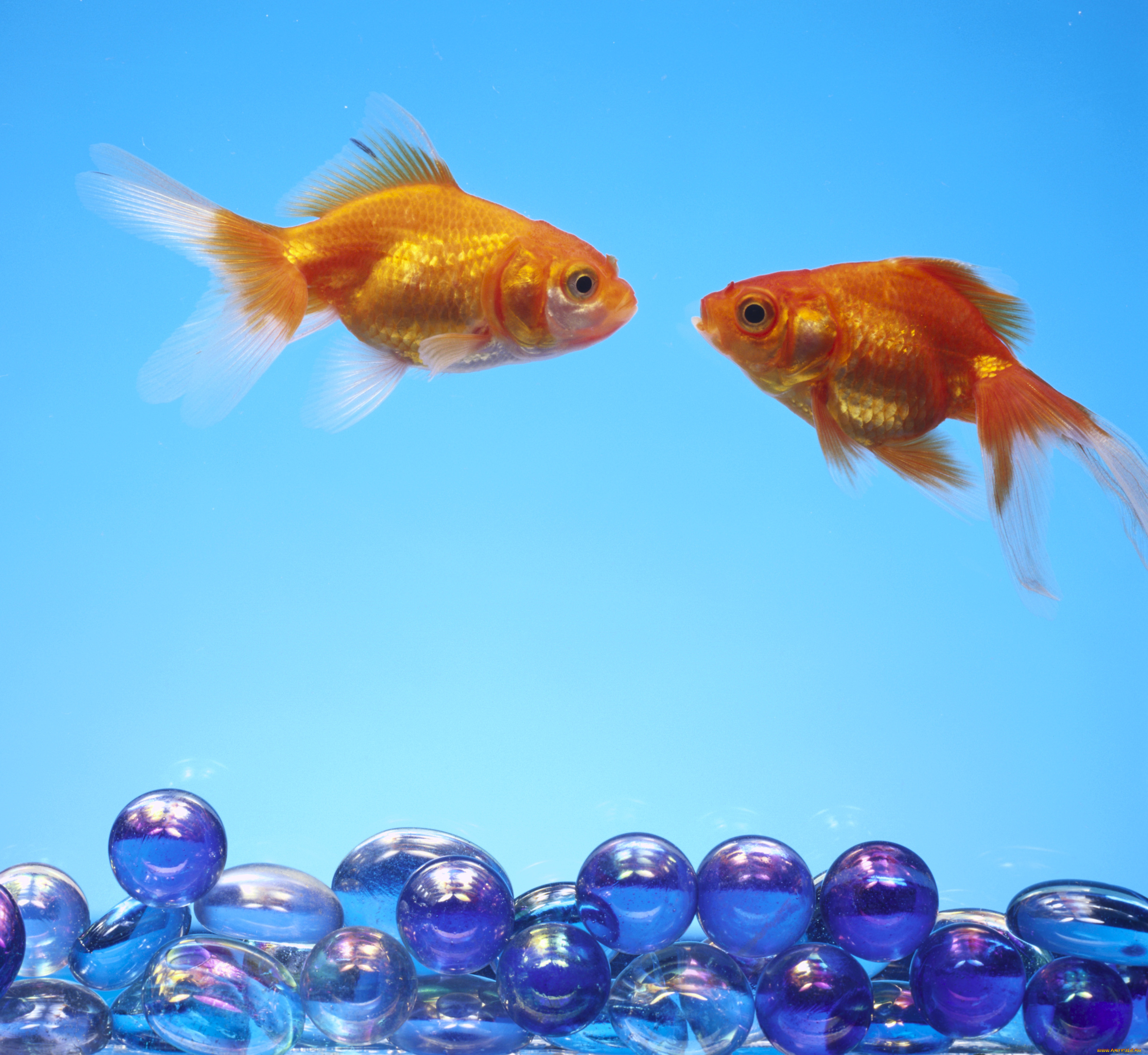 животные, рыбы