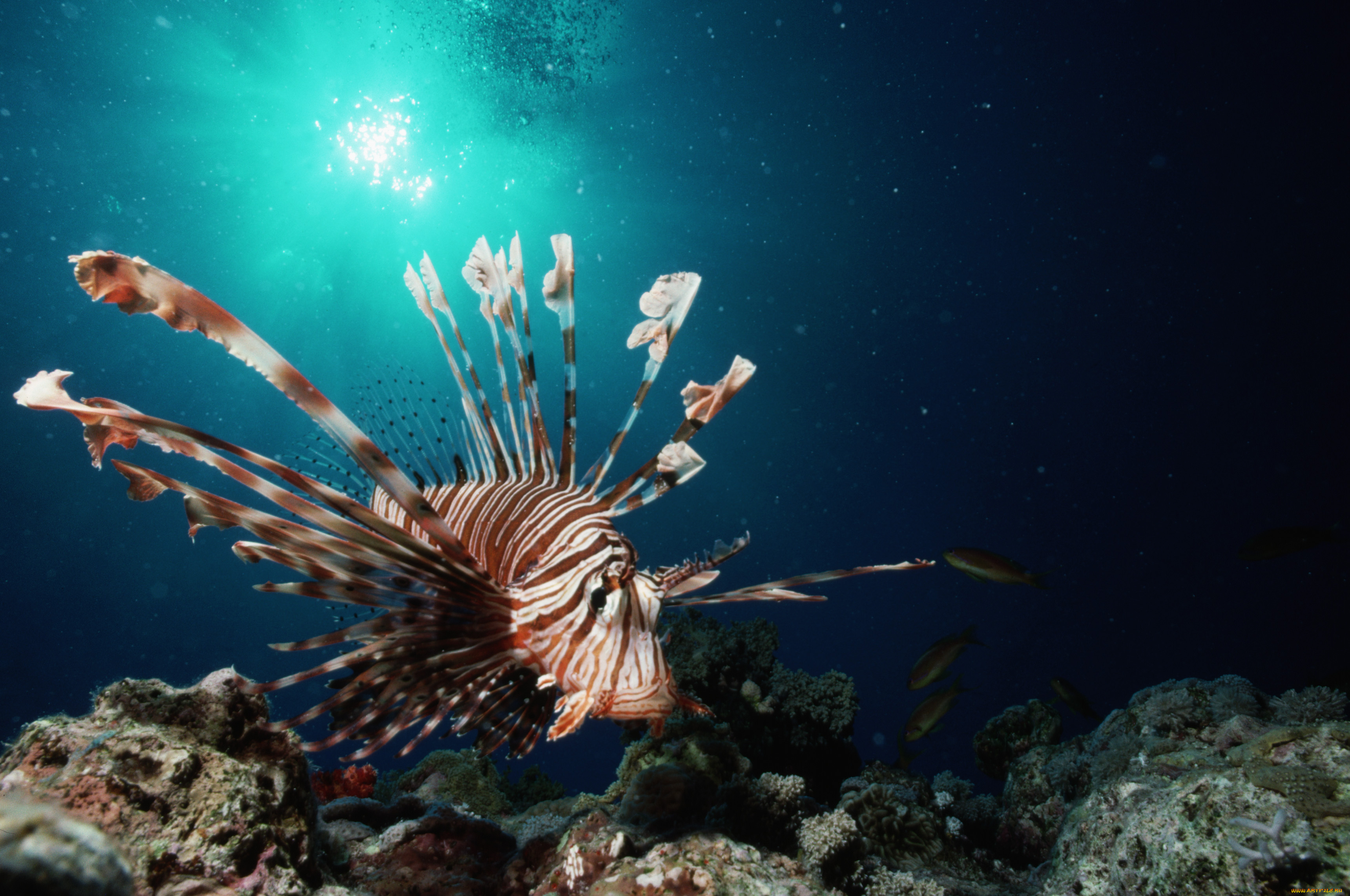 животные, рыбы