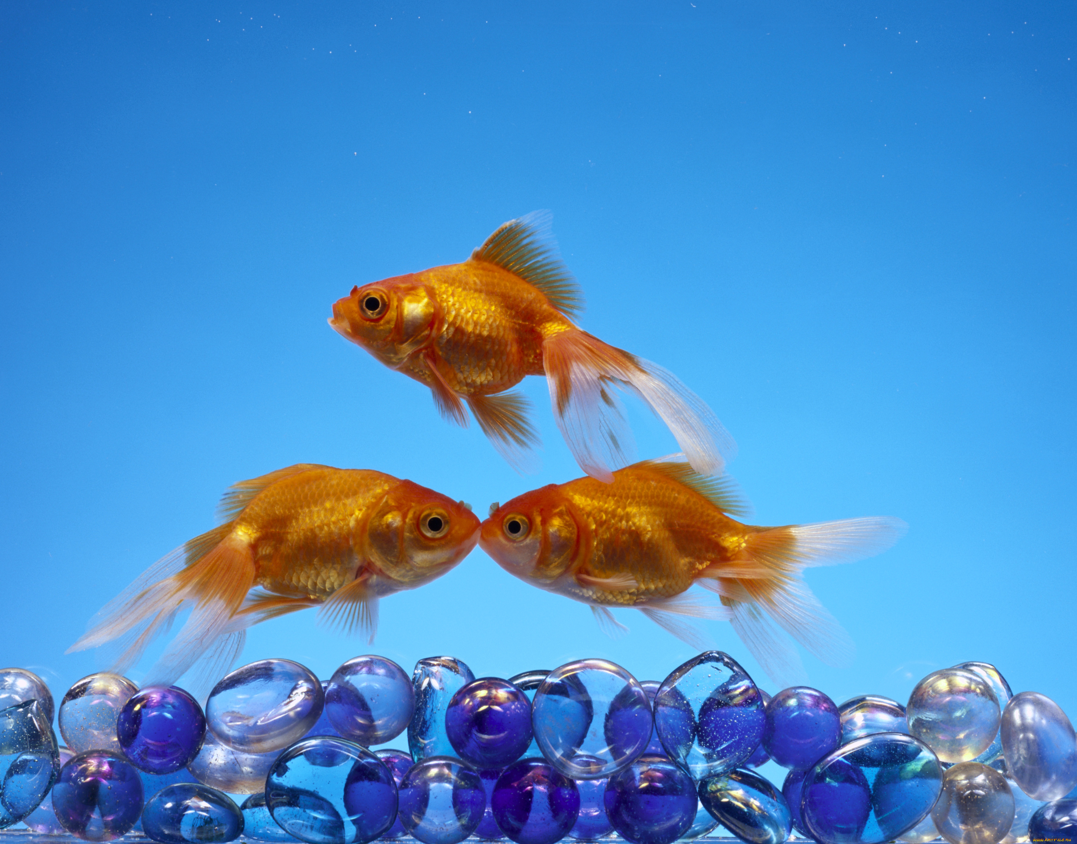 животные, рыбы, золотая, рыбка