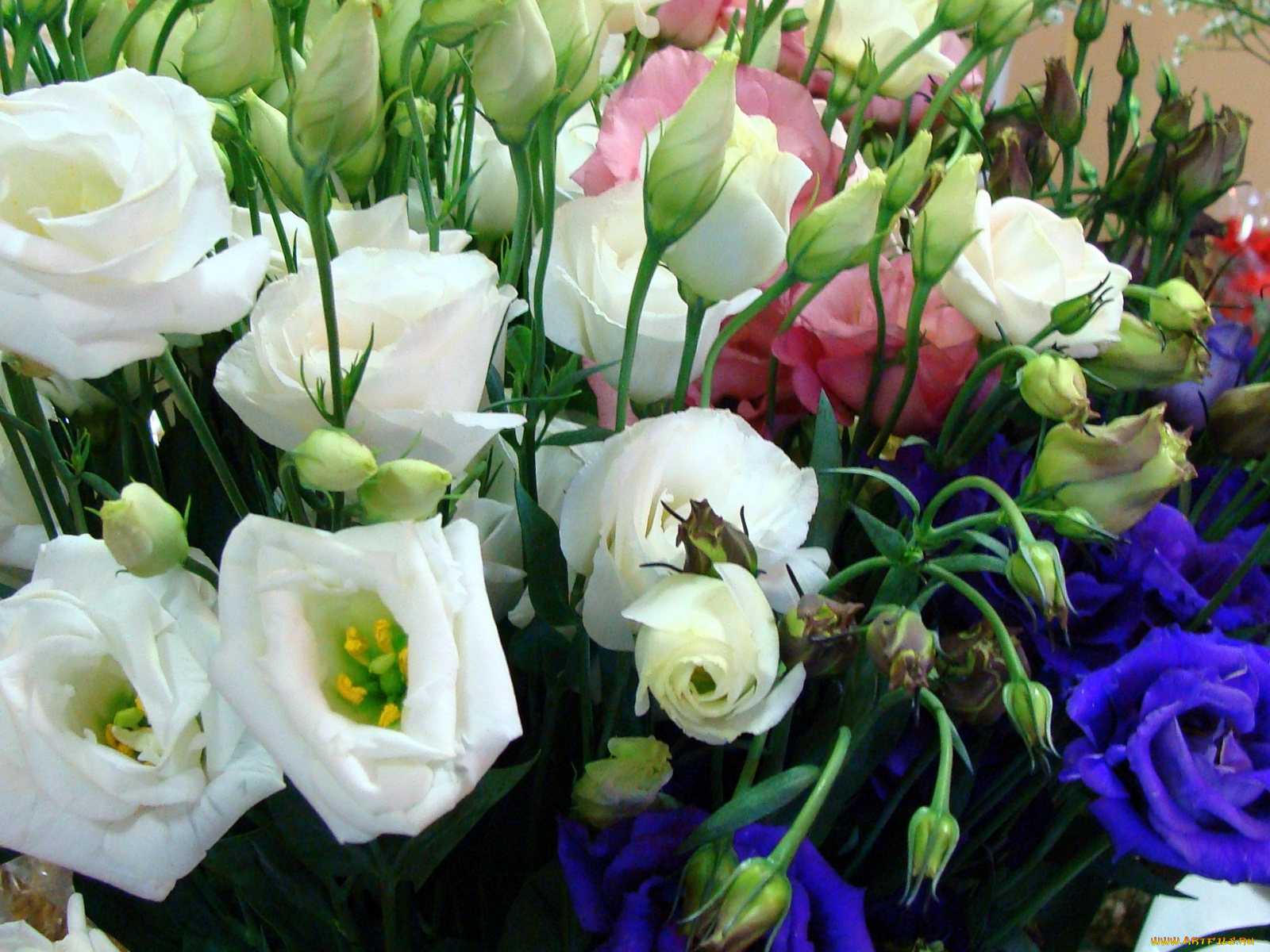 цветы, эустома, белый, розовый, синий