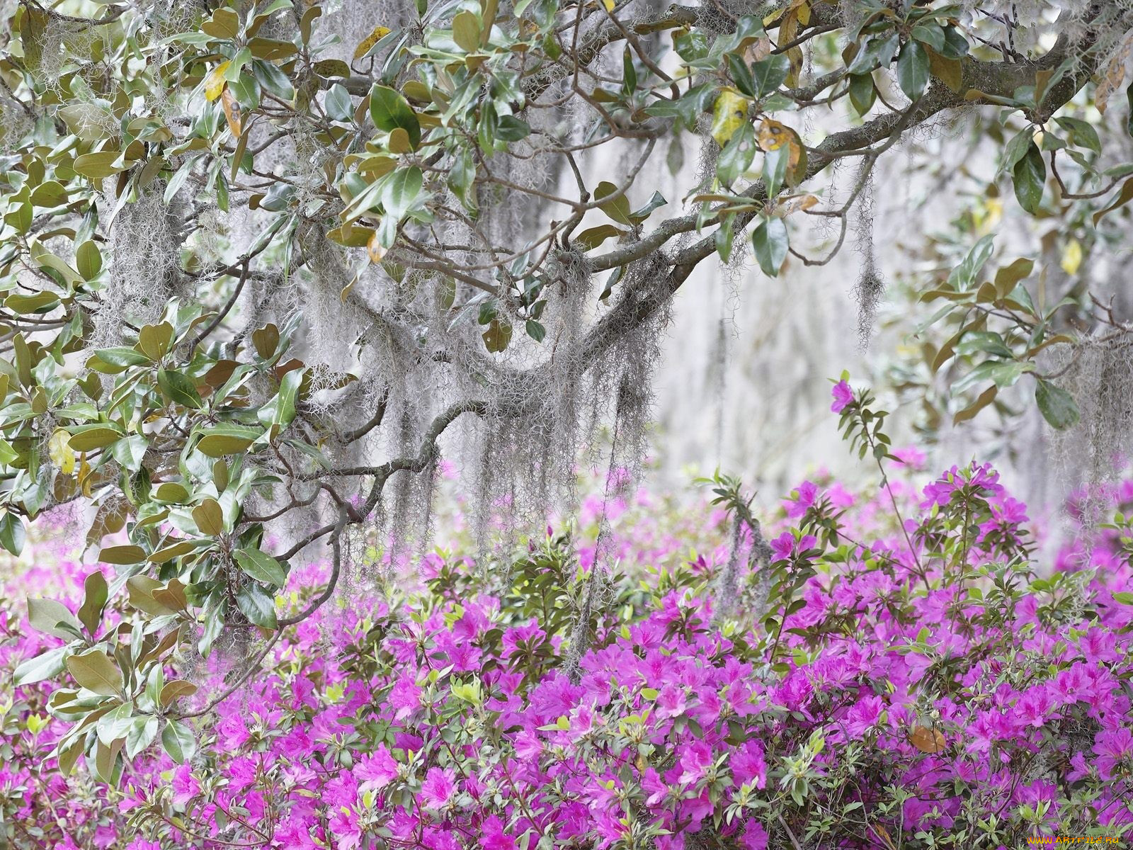 цветы, рододендроны, азалии, розовый