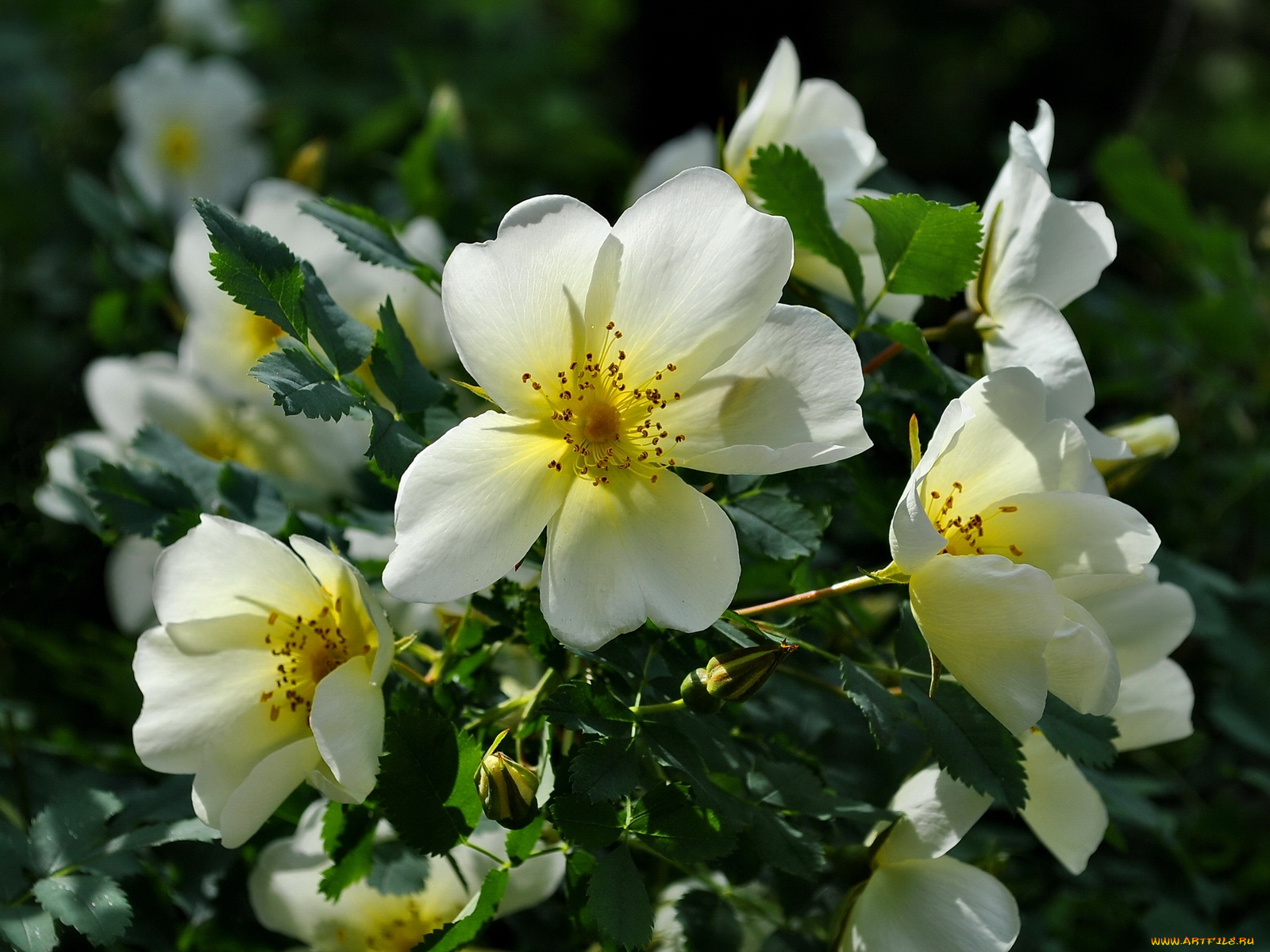 цветы, шиповник, белый