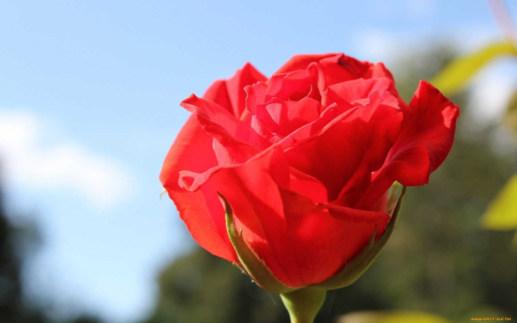 цветы, розы, красный