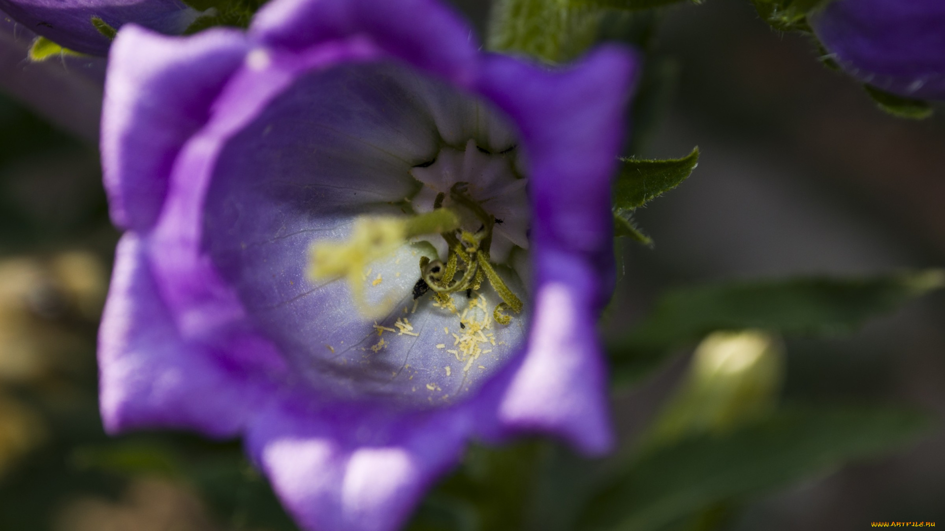14, цветы, колокольчики