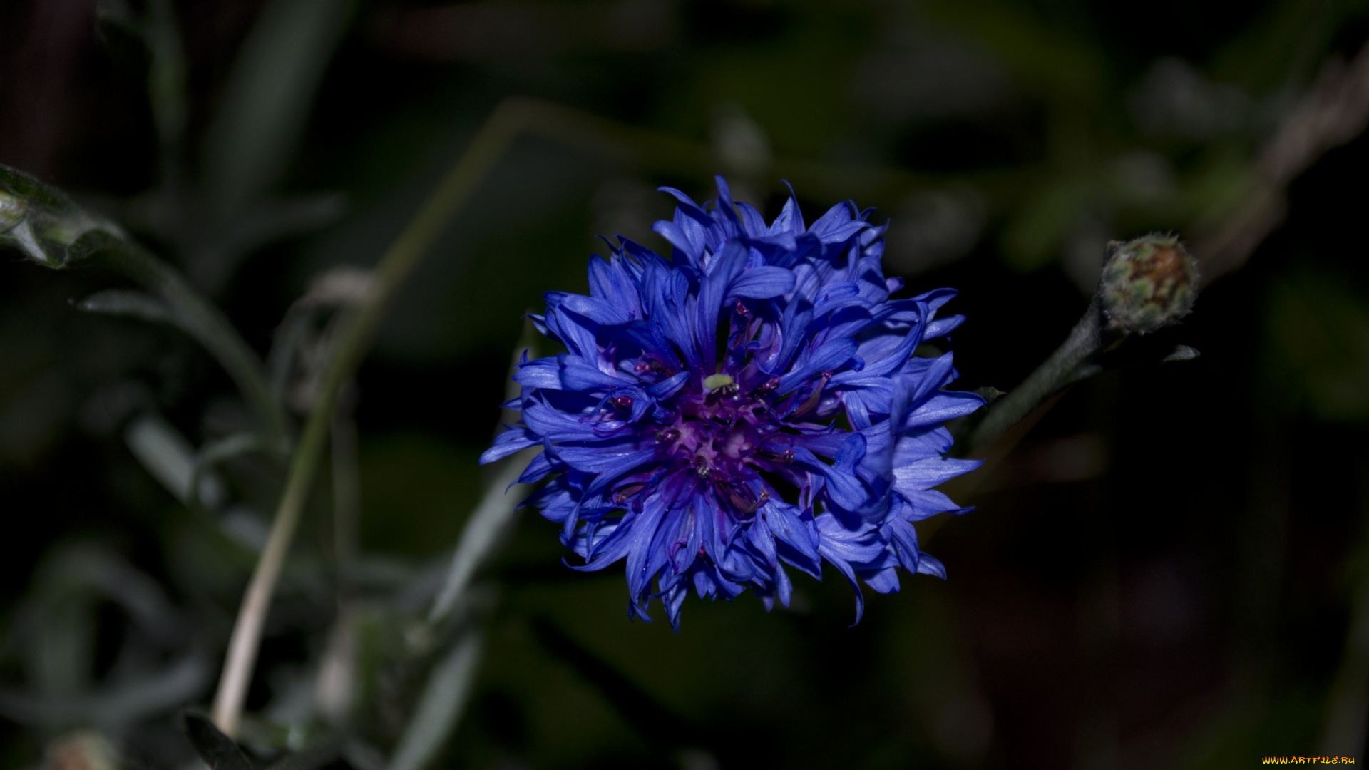 16, цветы, васильки