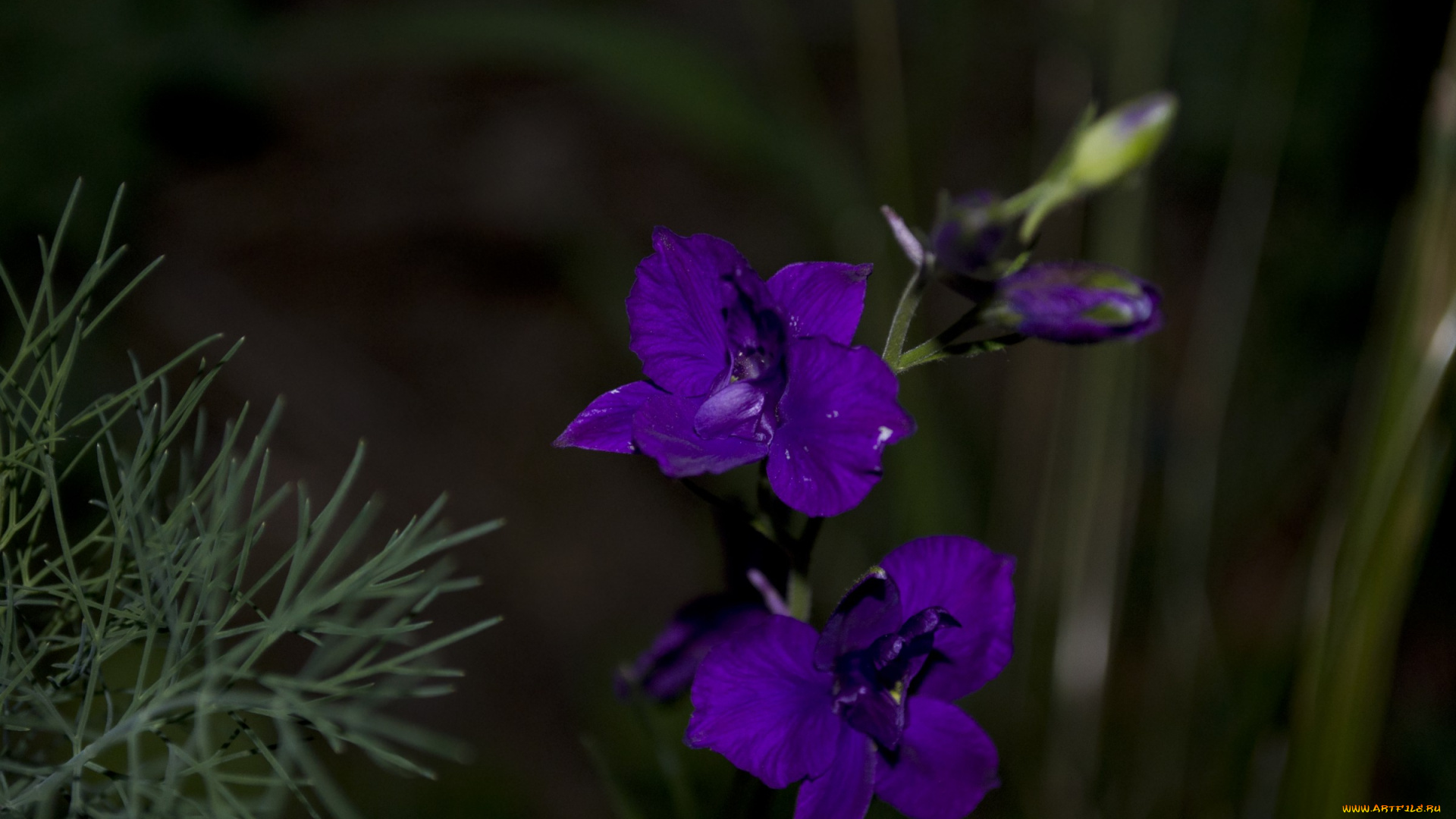 17, цветы, дельфиниум