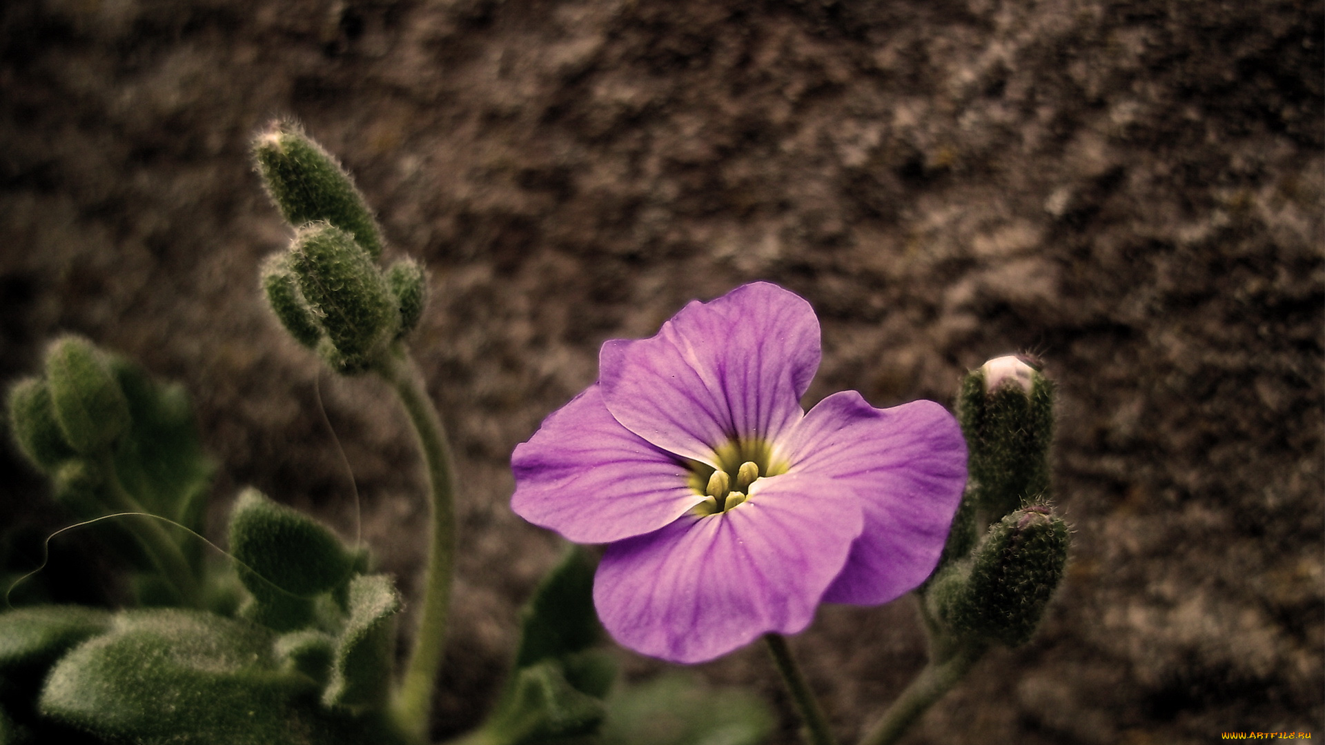 цветы, розовый