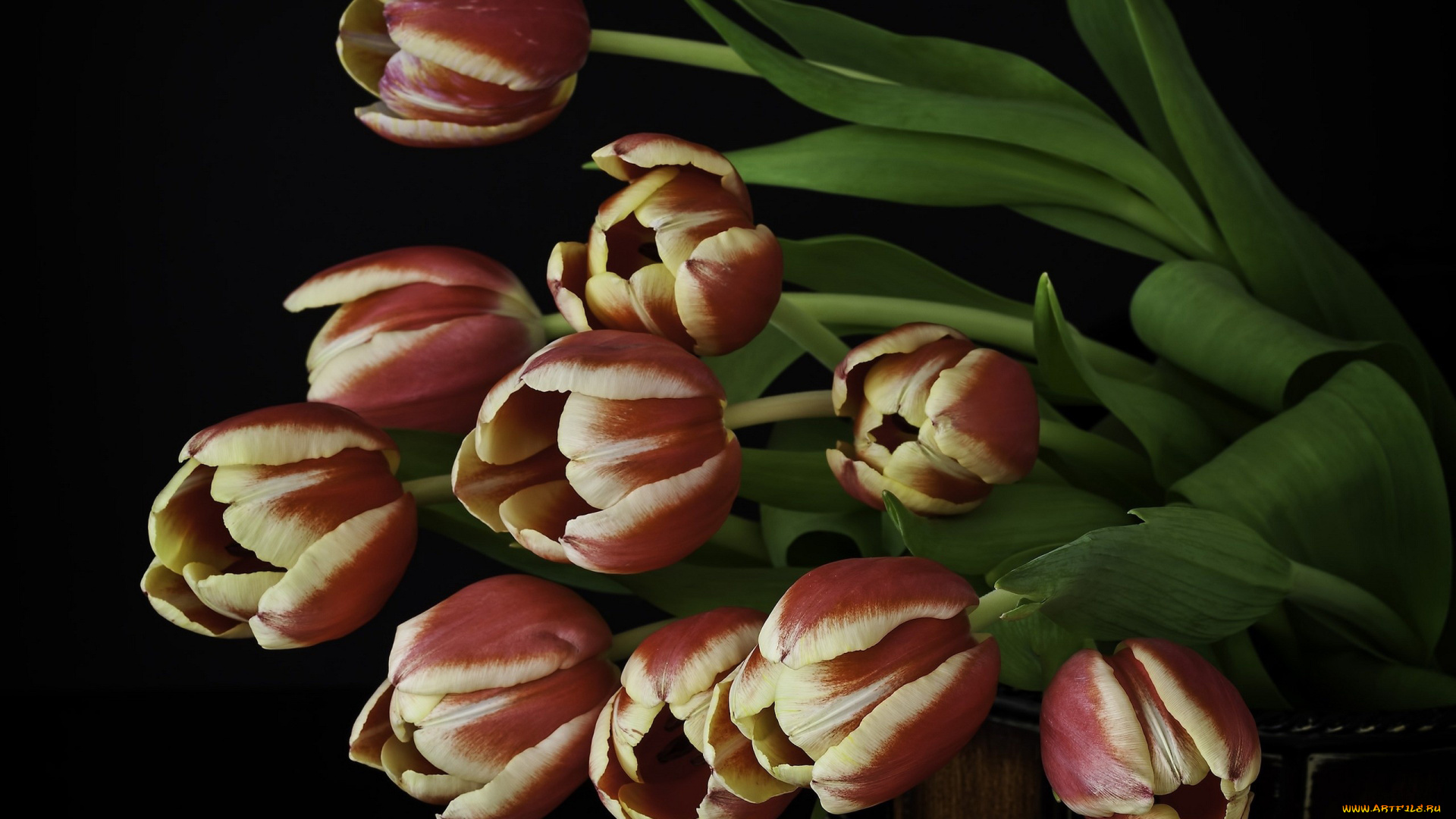 цветы, тюльпаны