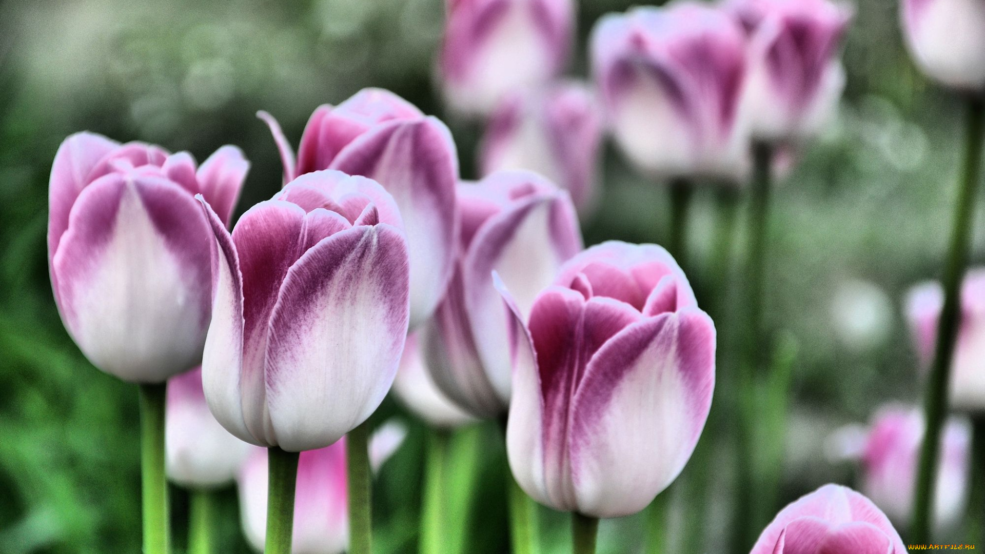 цветы, тюльпаны, tulip