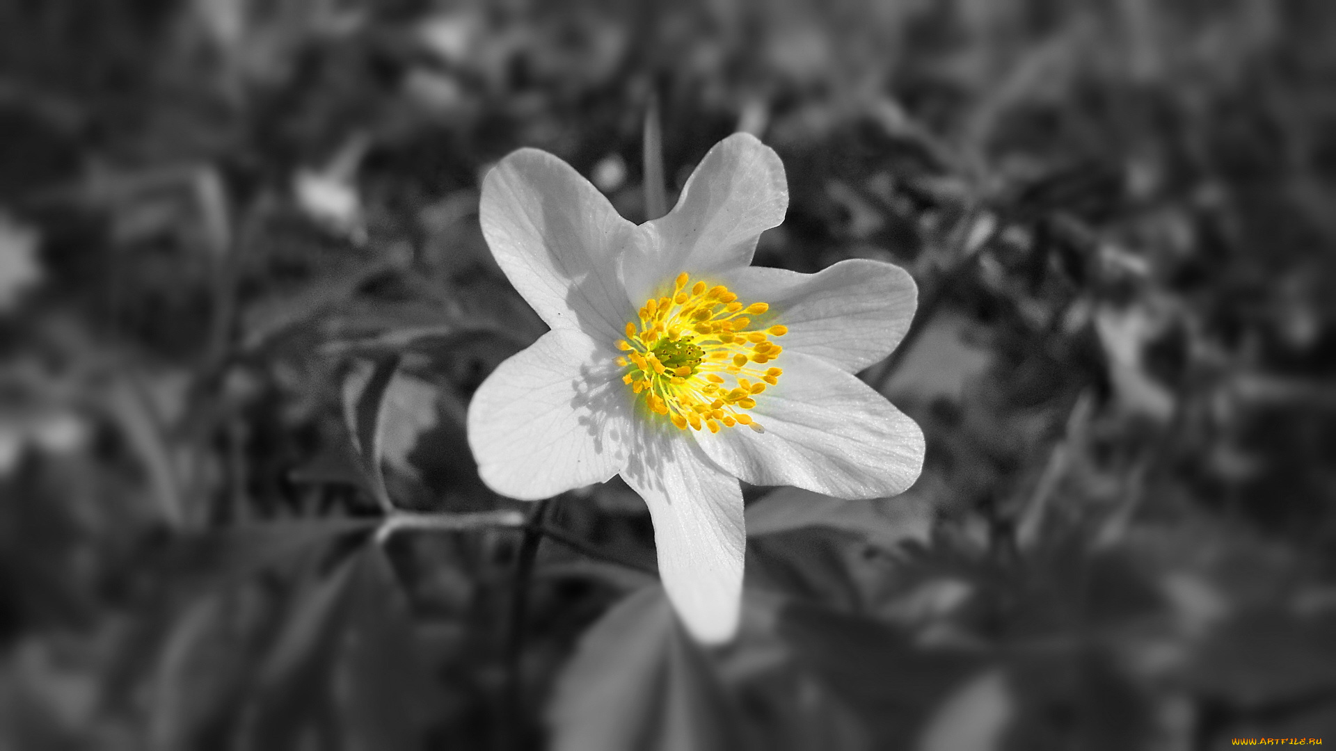 цветы, ветреницы, печёночницы, белый