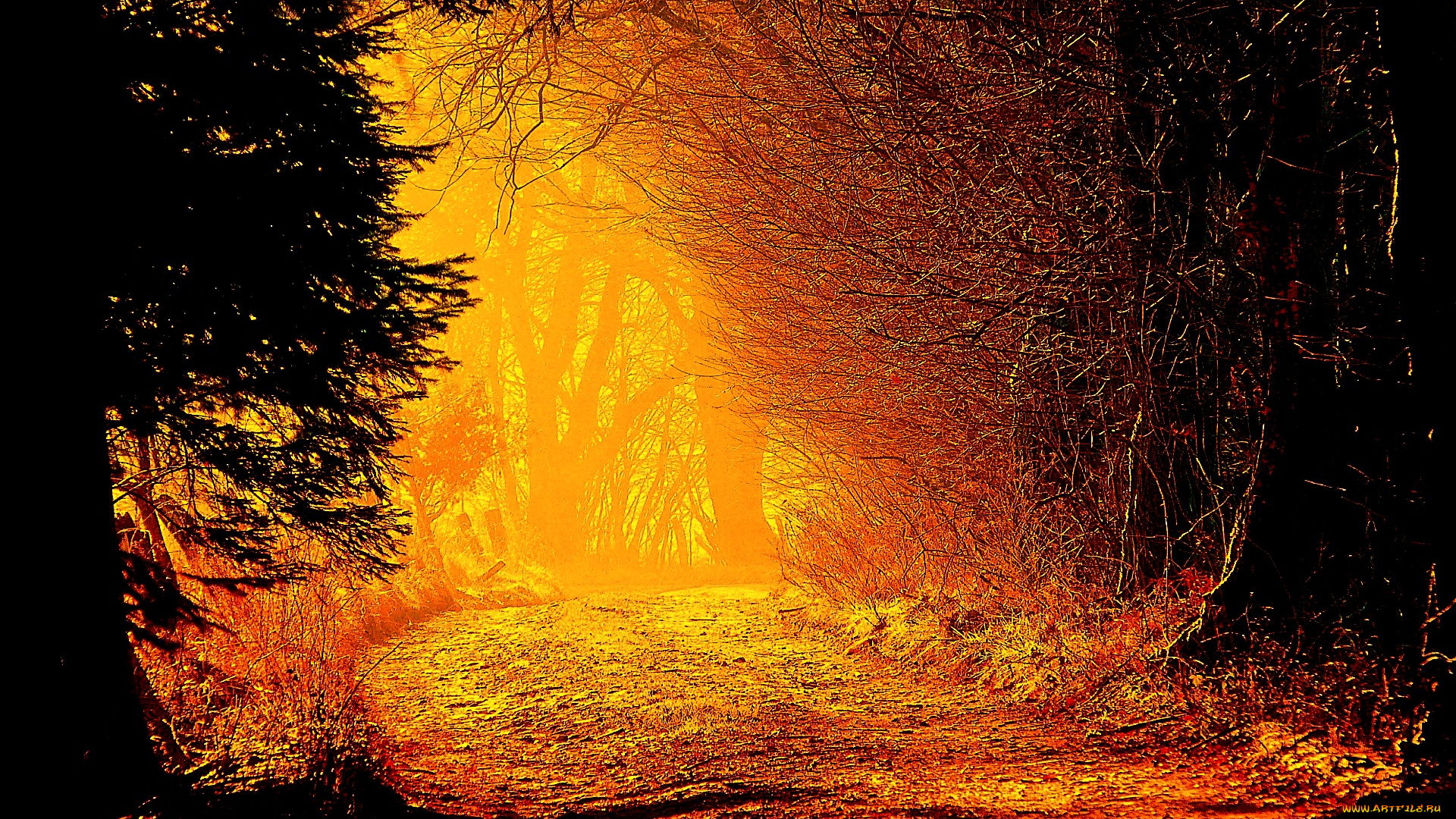 decision, природа, лес, багряный