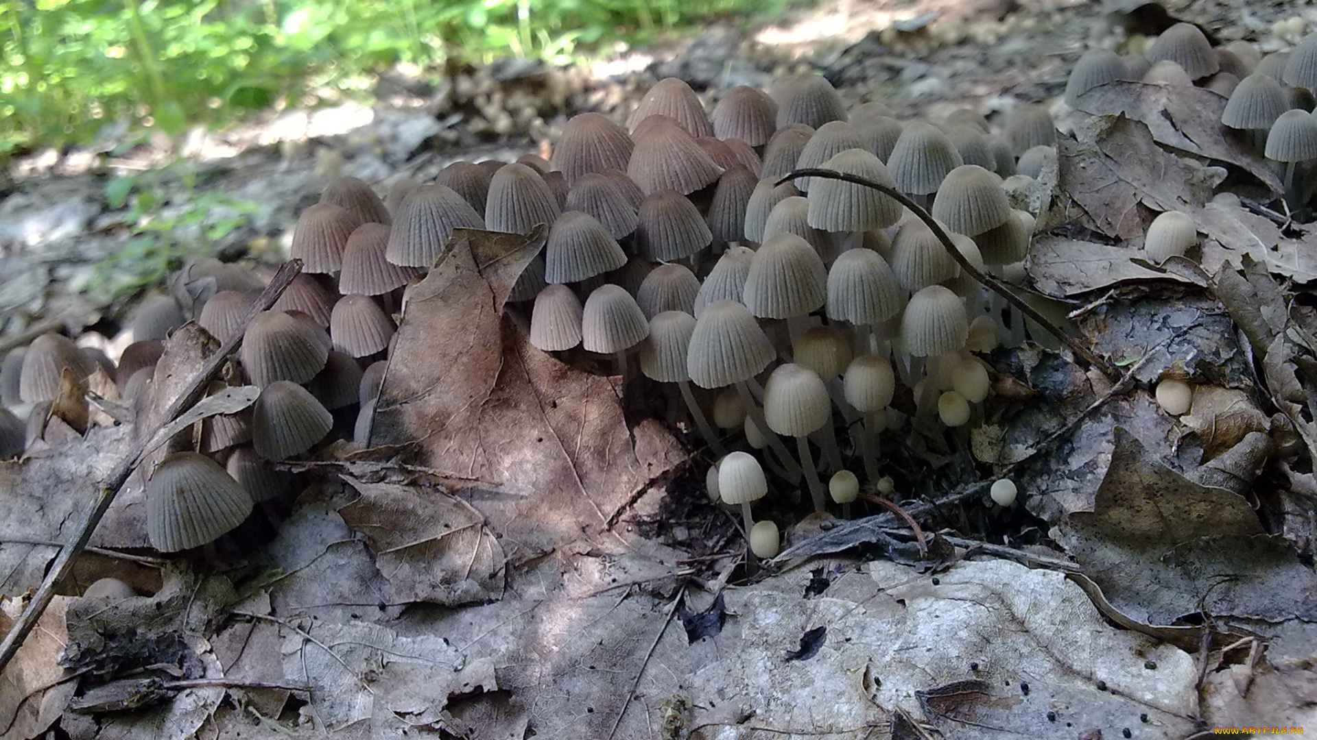 природа, грибы, 2048х1536