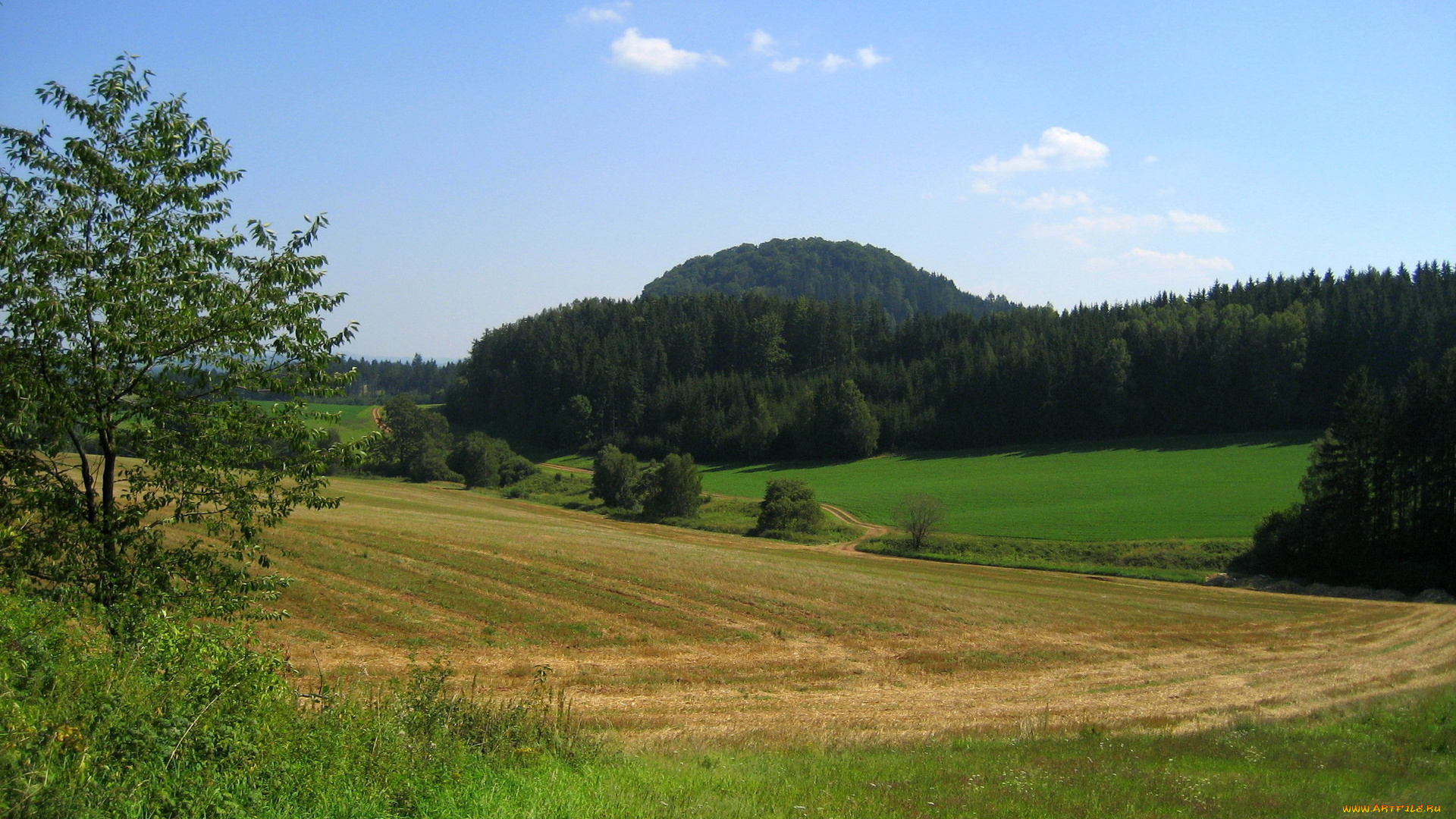 природа, поля, поле, лес, трава