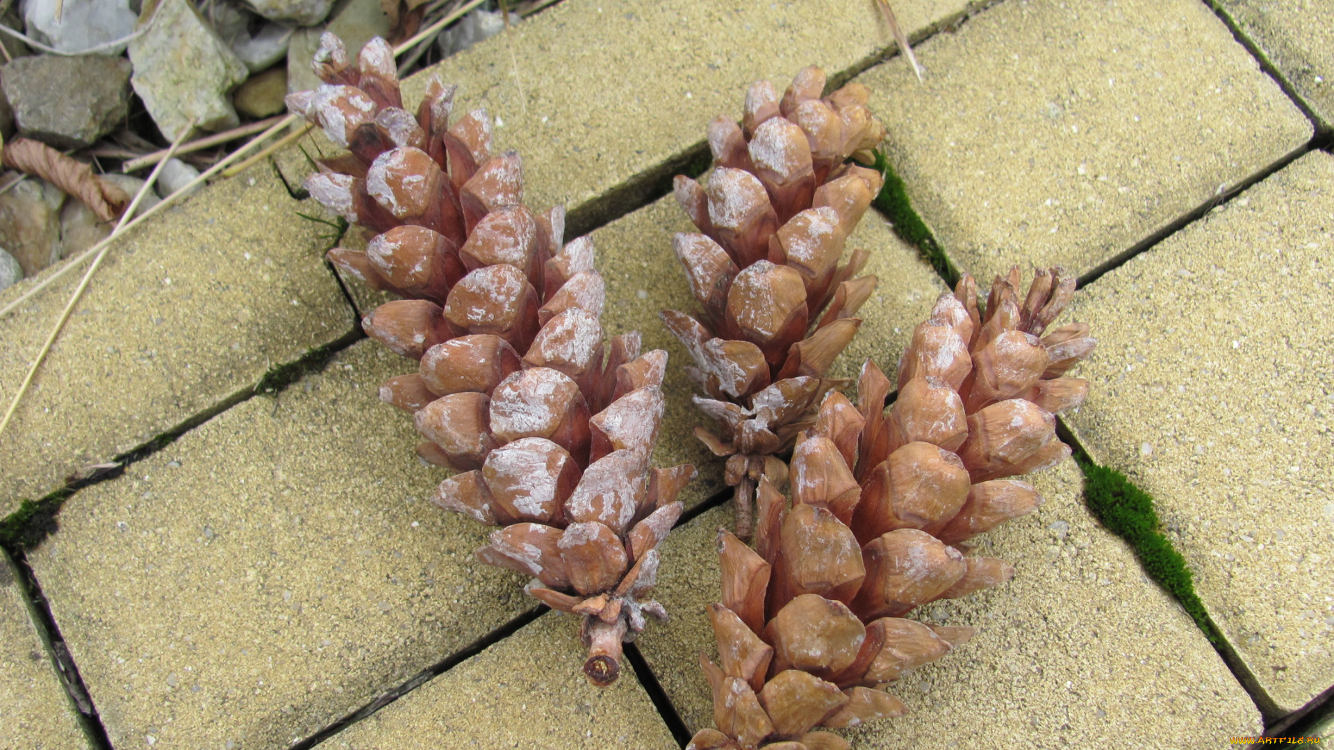 природа, шишки, жёлуди, каштаны, плитка