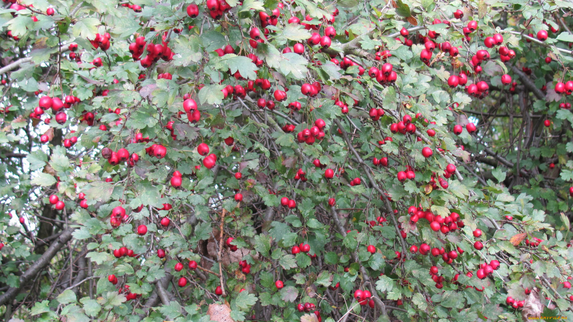 природа, Ягоды, дерево, много