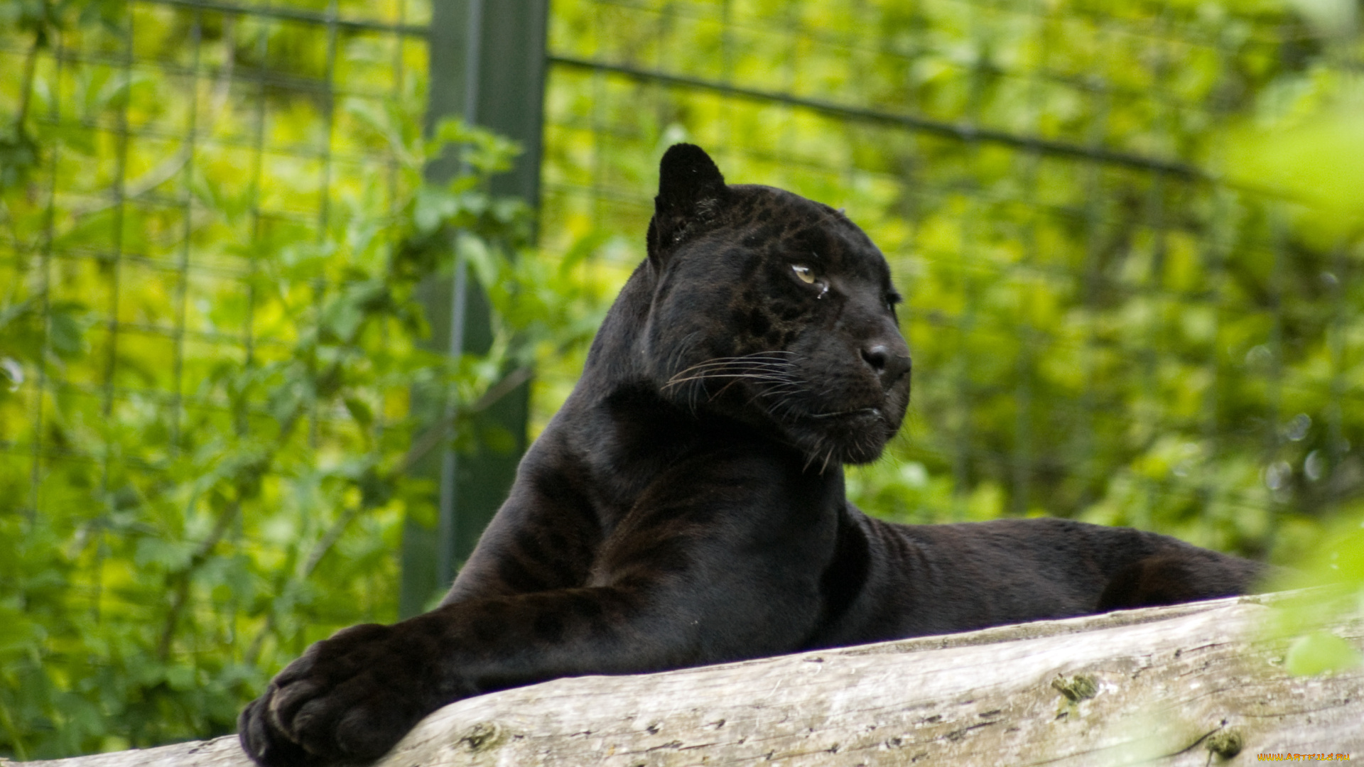 сегодня, просто, прелесть, какая, гадость, животные, пантеры, ягуар, лежит, морда, бревно