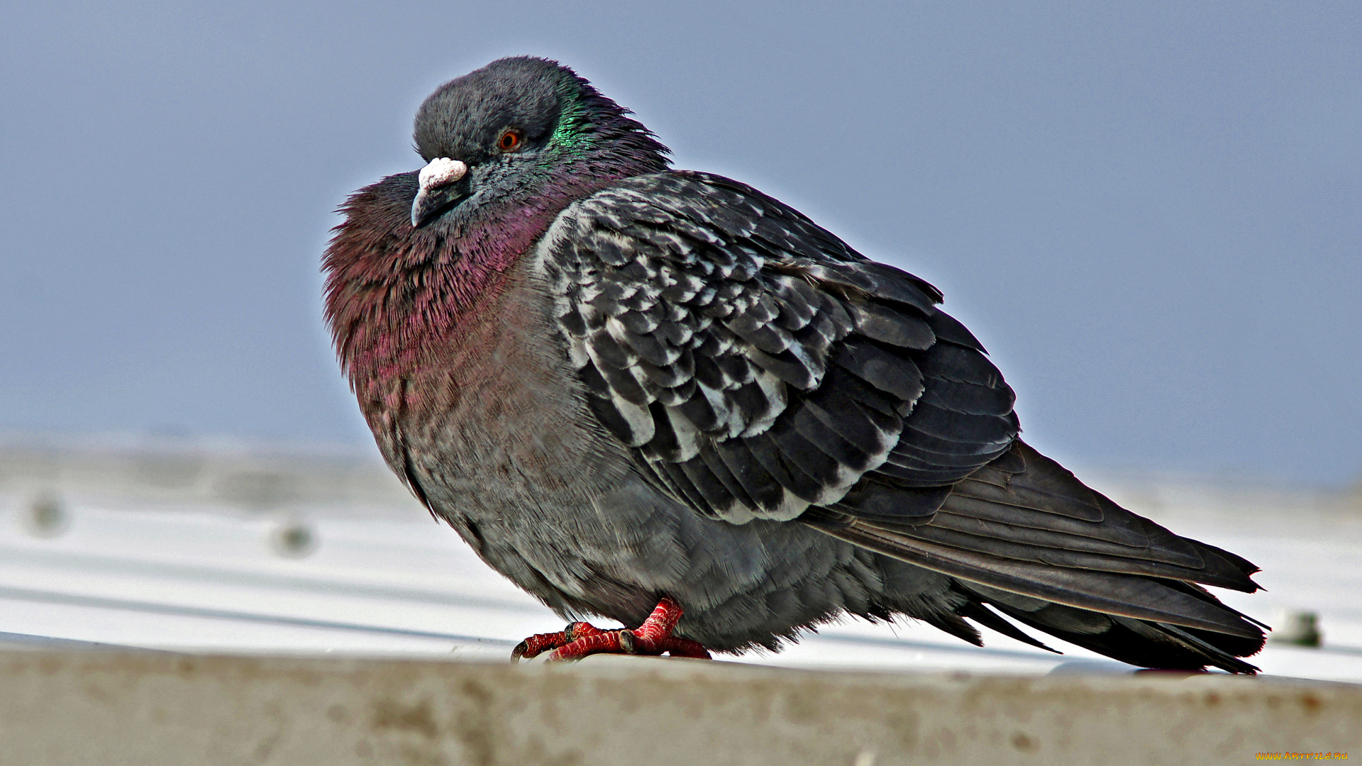 животные, голуби, голубь