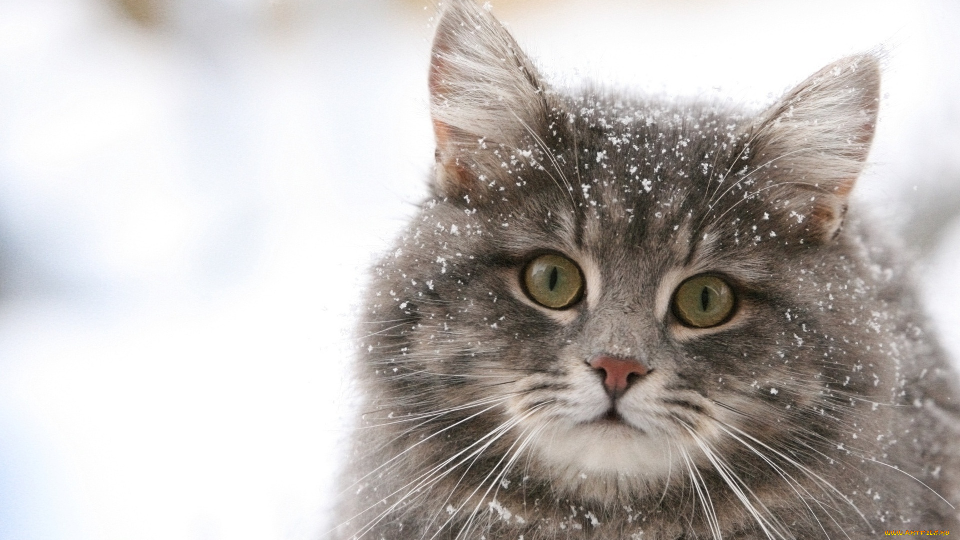 животные, коты, кот, пушистый, взгляд, удивленный, снег