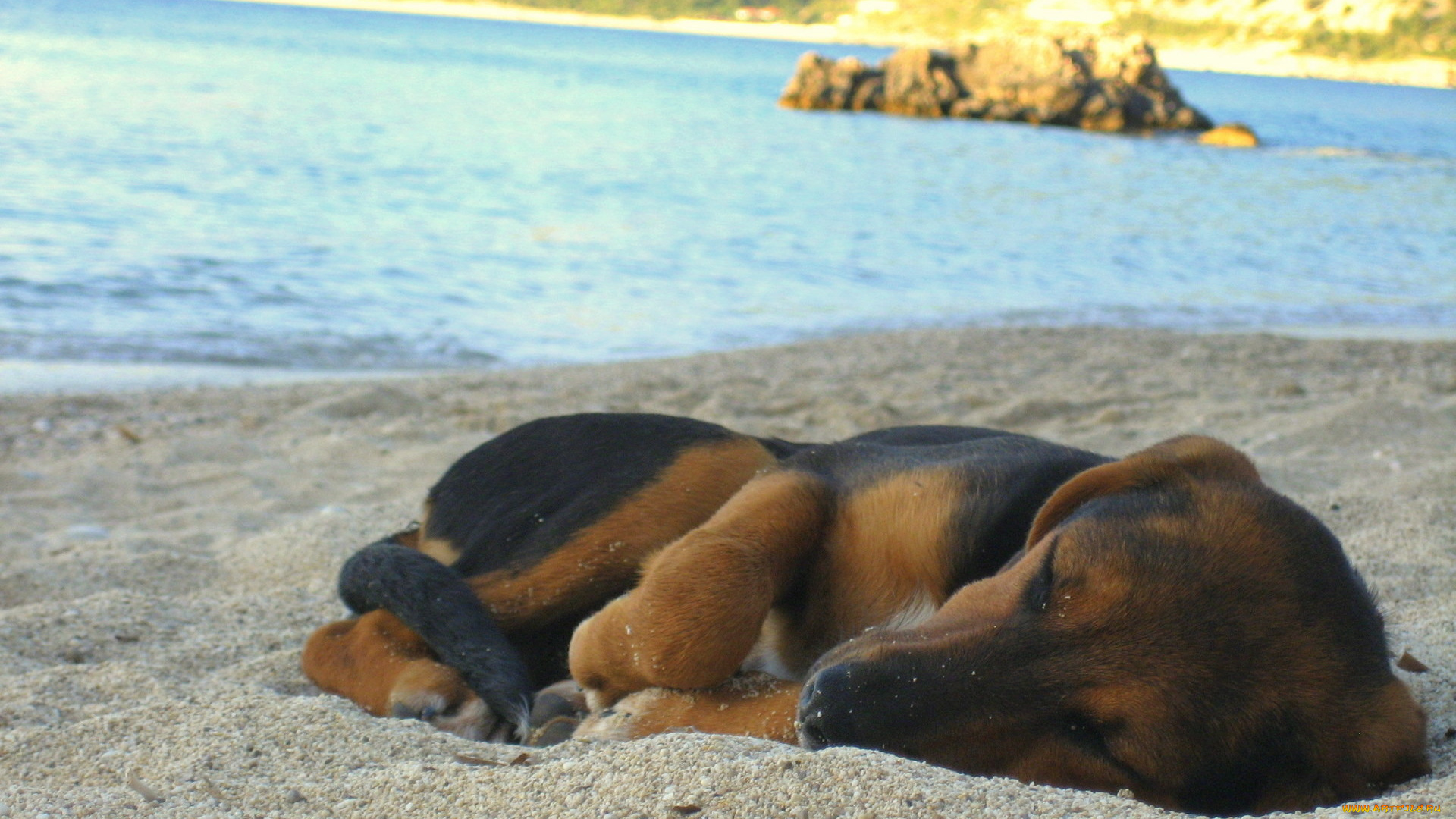 животные, собаки, вода, песок