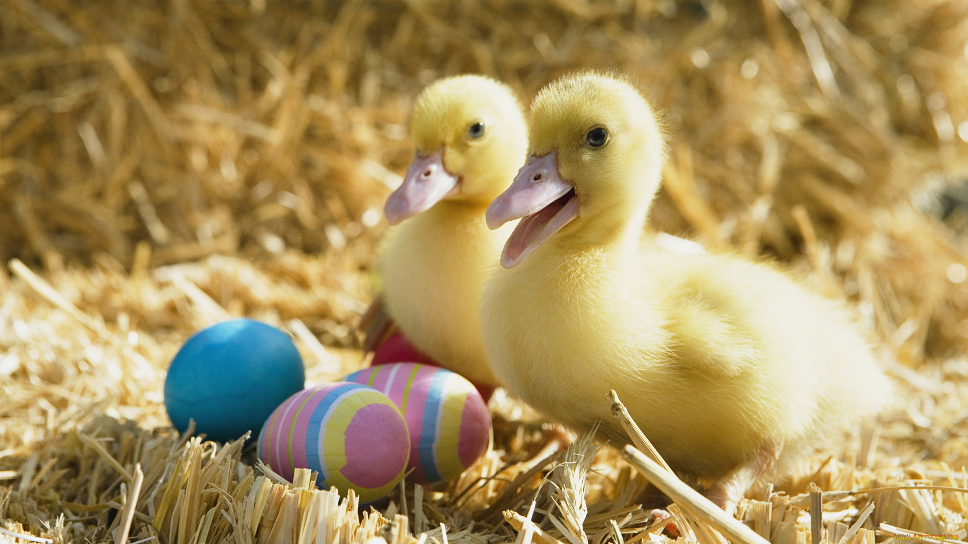 животные, утки, крашенки, утята, пасхальные, яйца