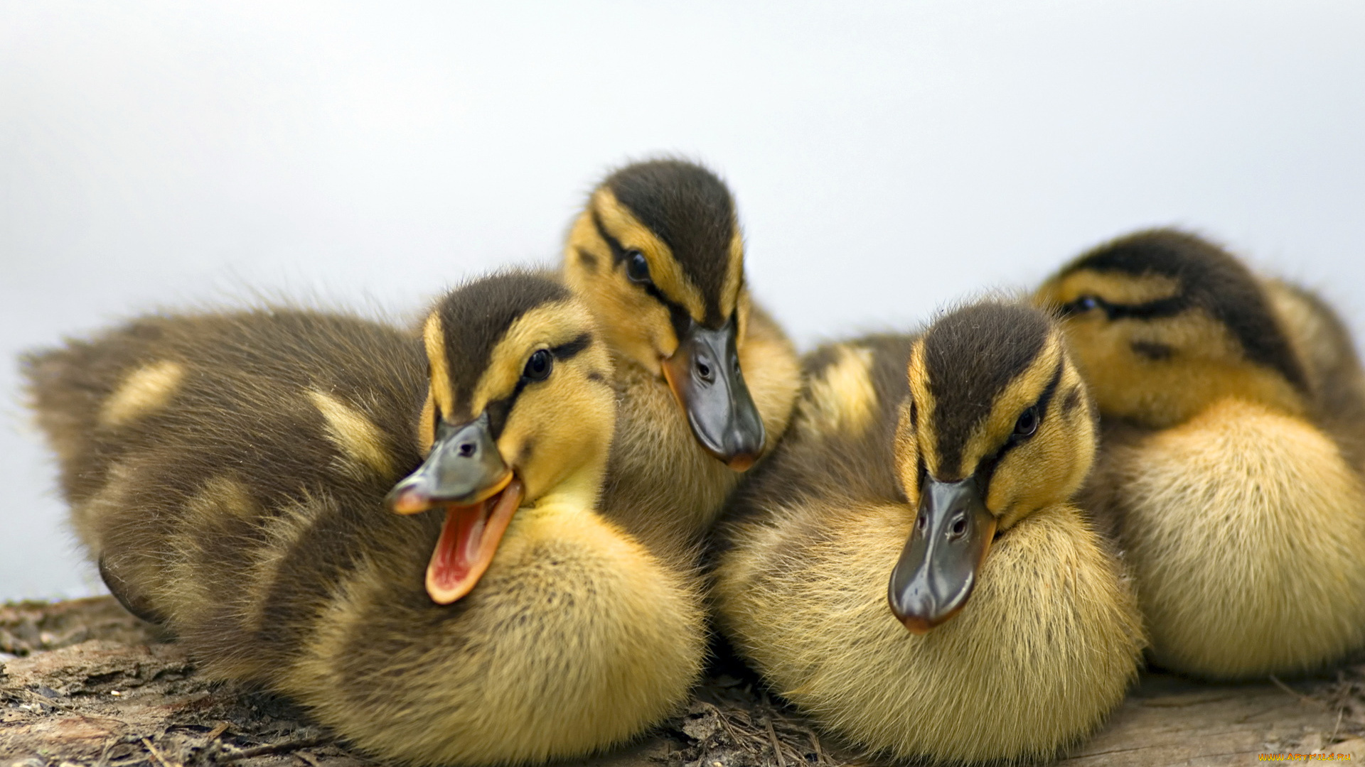животные, утки, утята