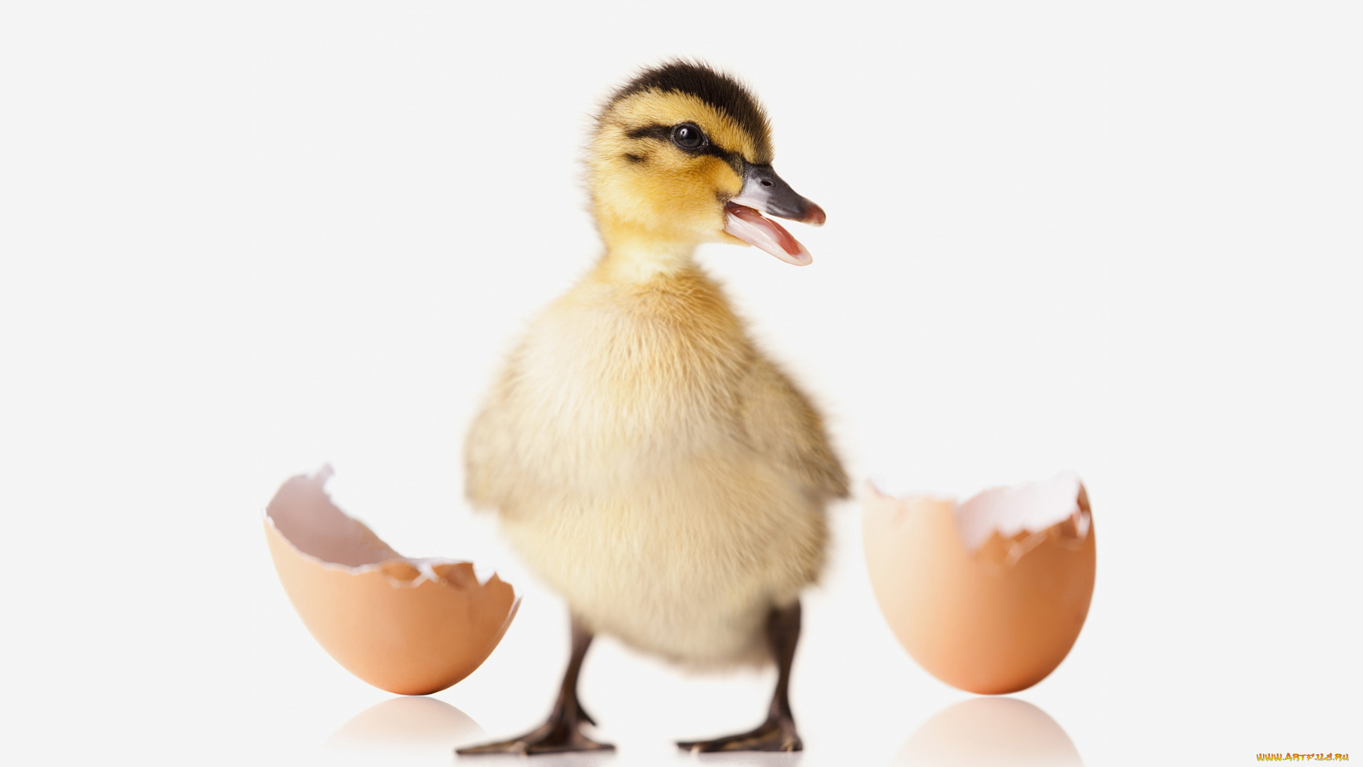 животные, утки, утятко