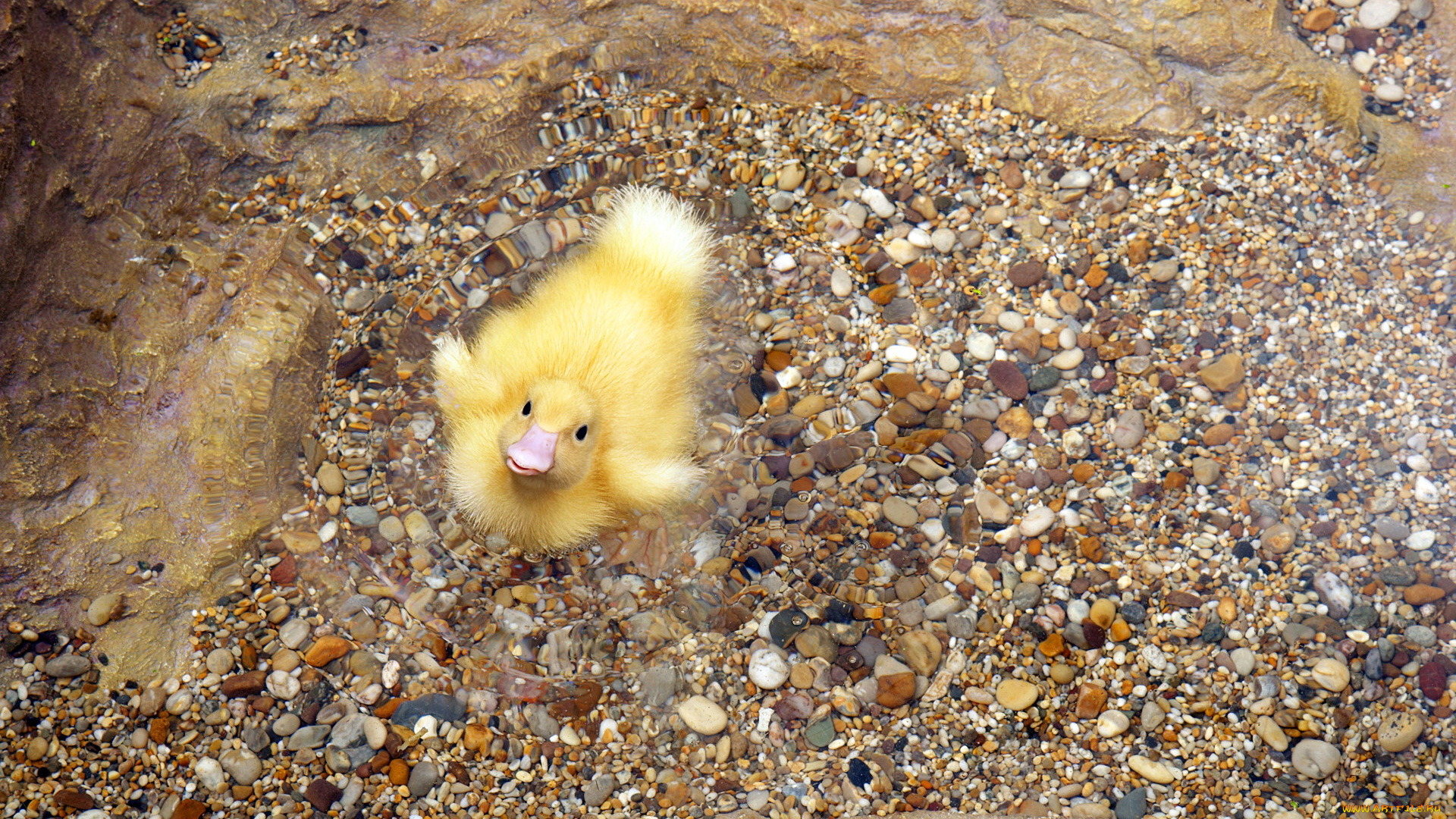 животные, утки, утятко, вода