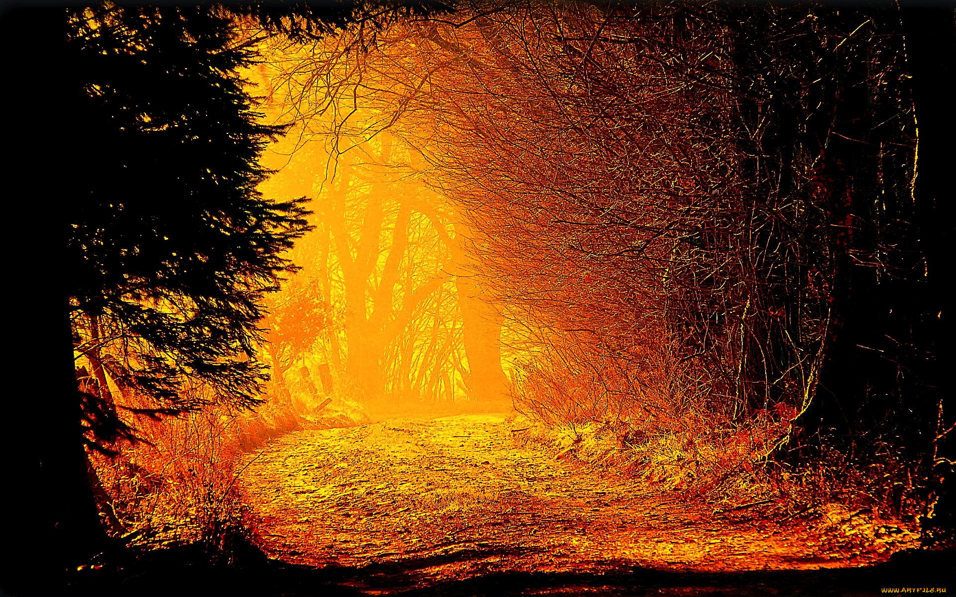 decision, природа, лес, багряный