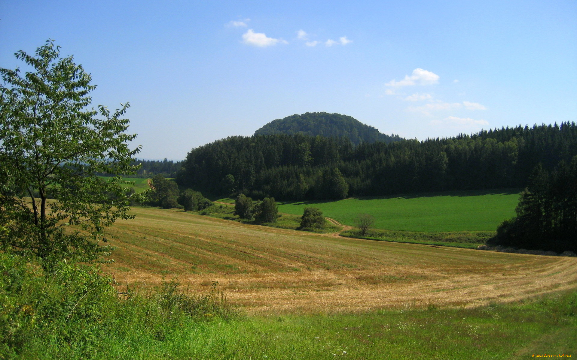 природа, поля, поле, лес, трава