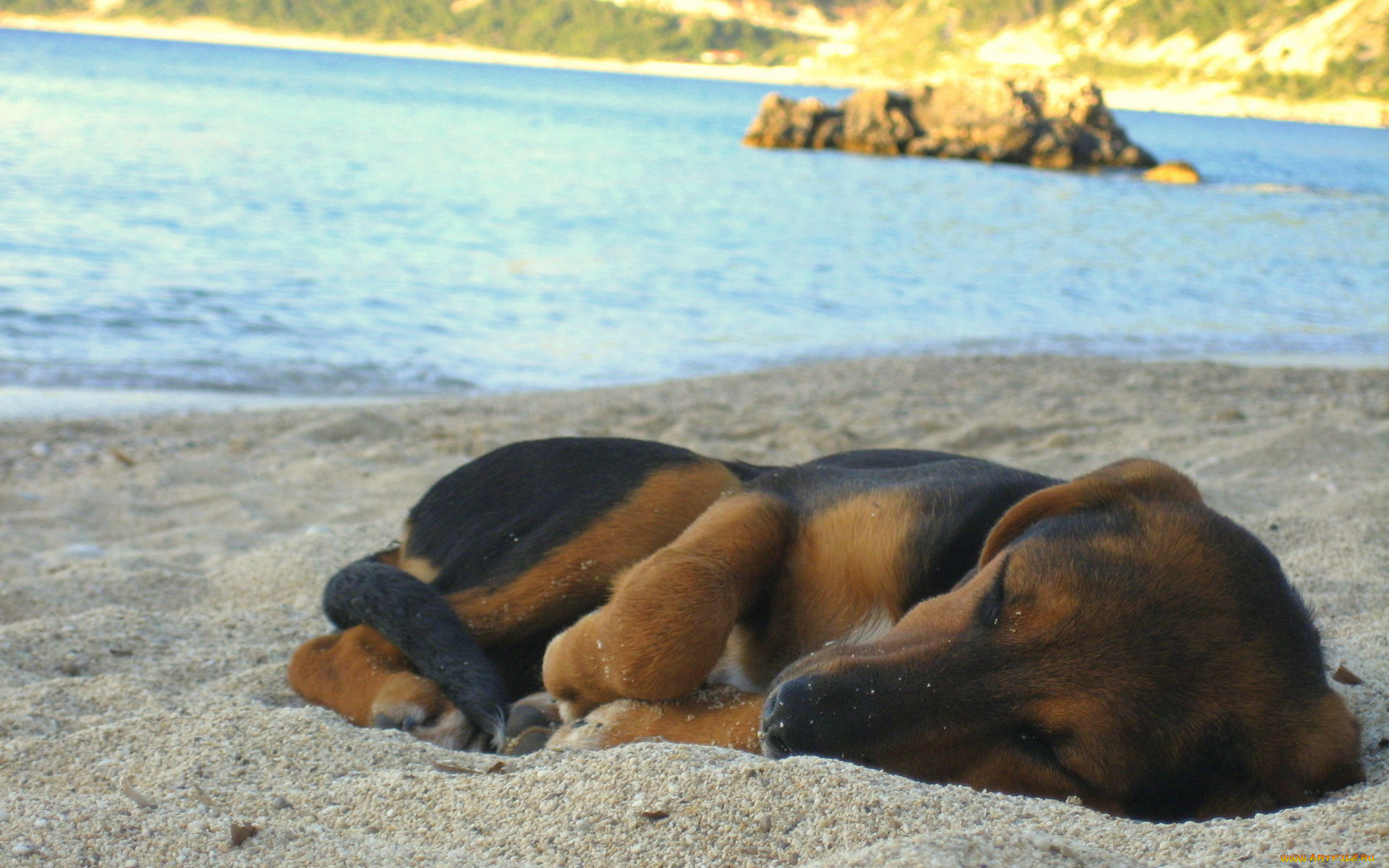 животные, собаки, вода, песок