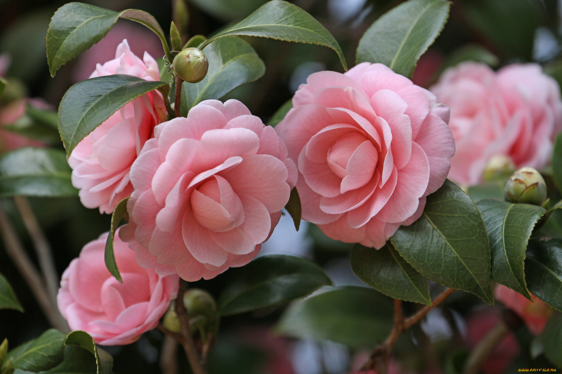 цветы, камелии, лепестки, листья