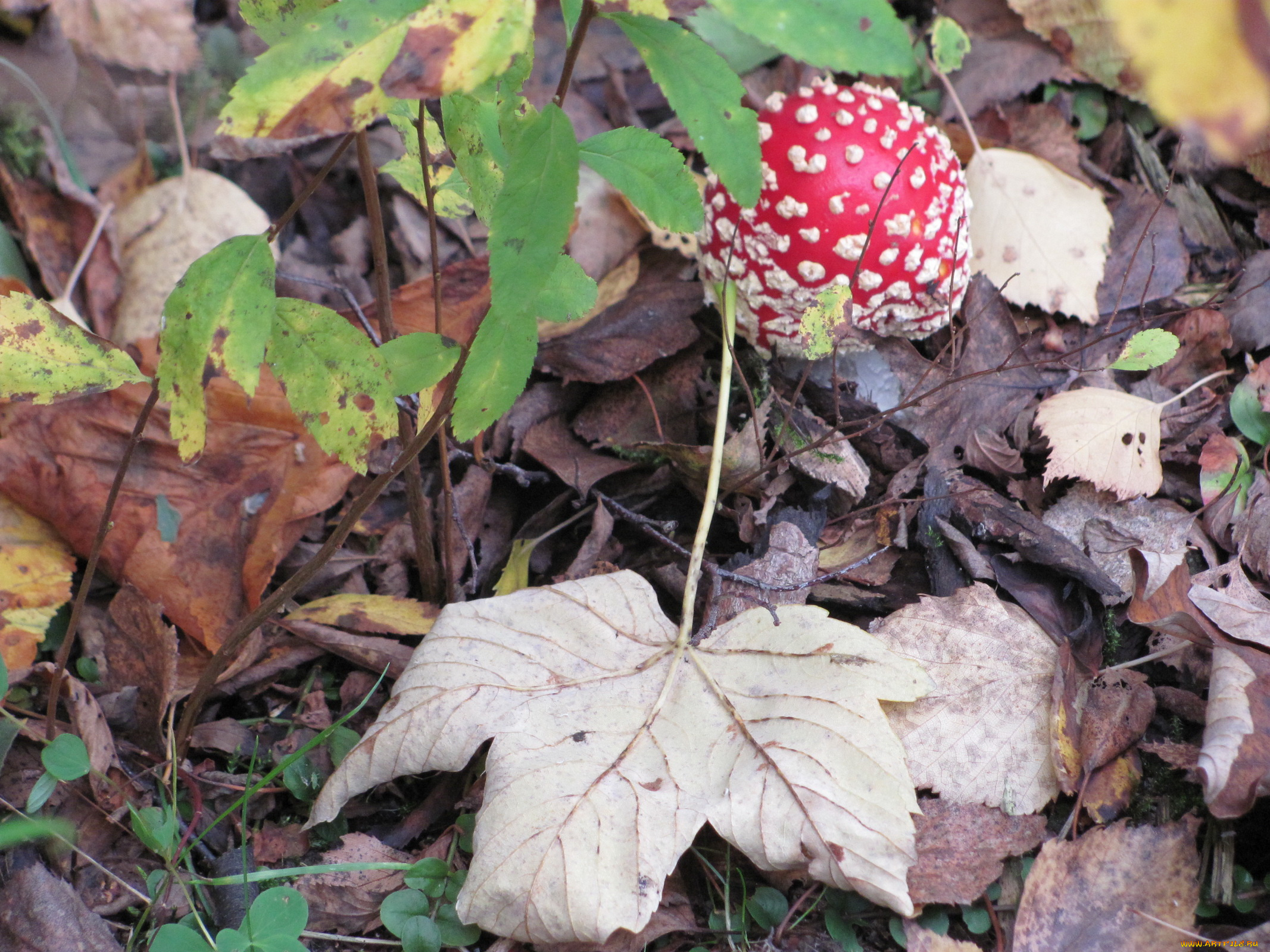 природа, грибы, мухомор, листья, трава, осень