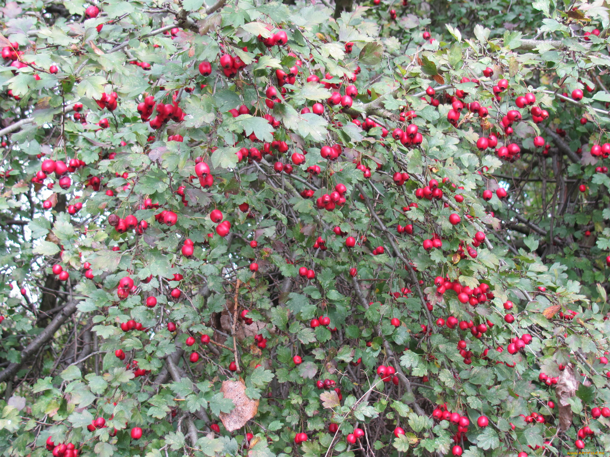 природа, Ягоды, дерево, много