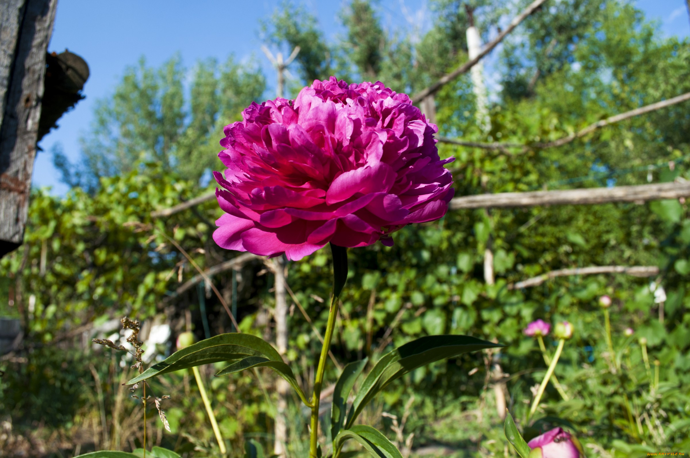 15, цветы, пионы, роза