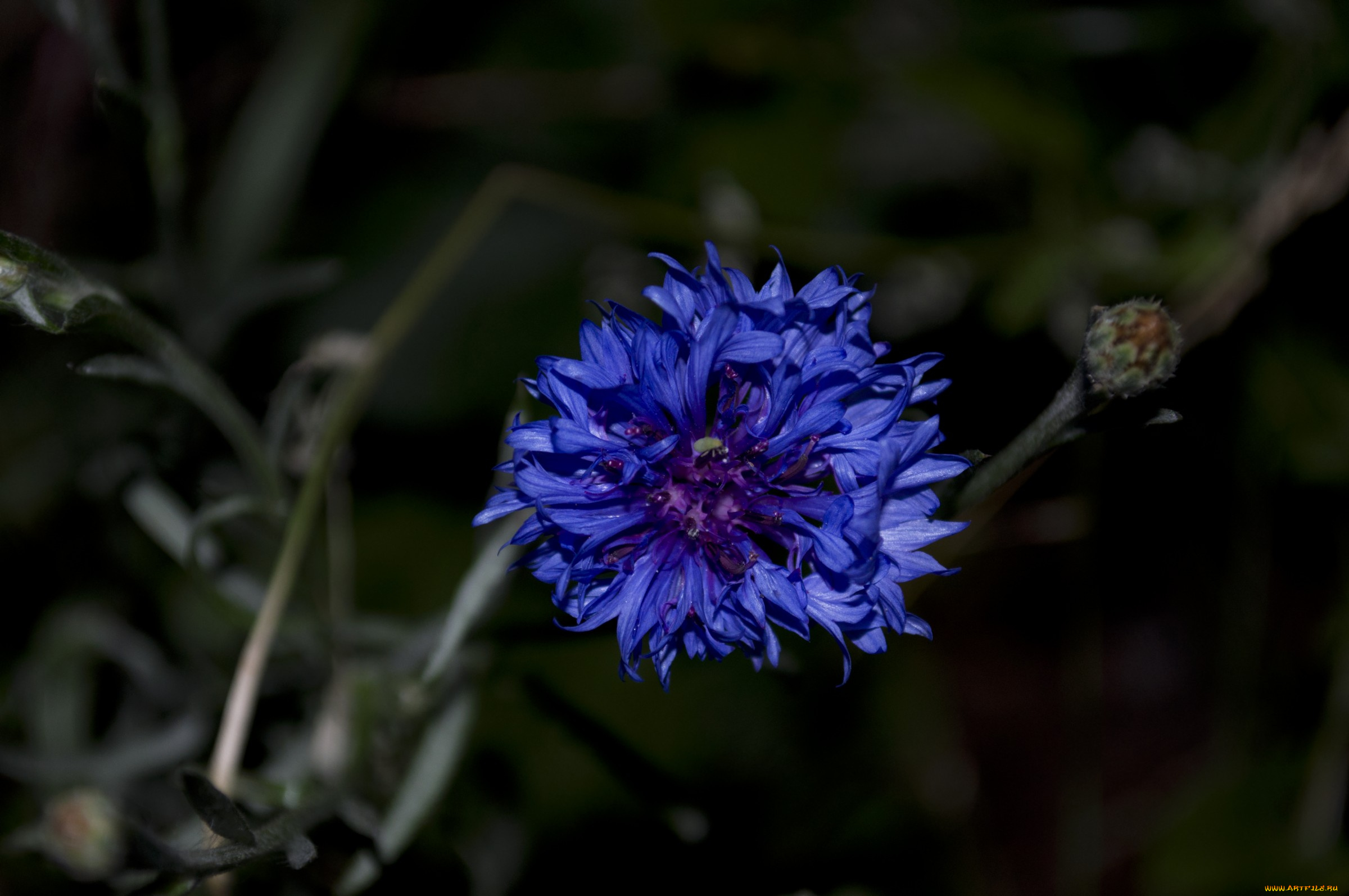 16, цветы, васильки