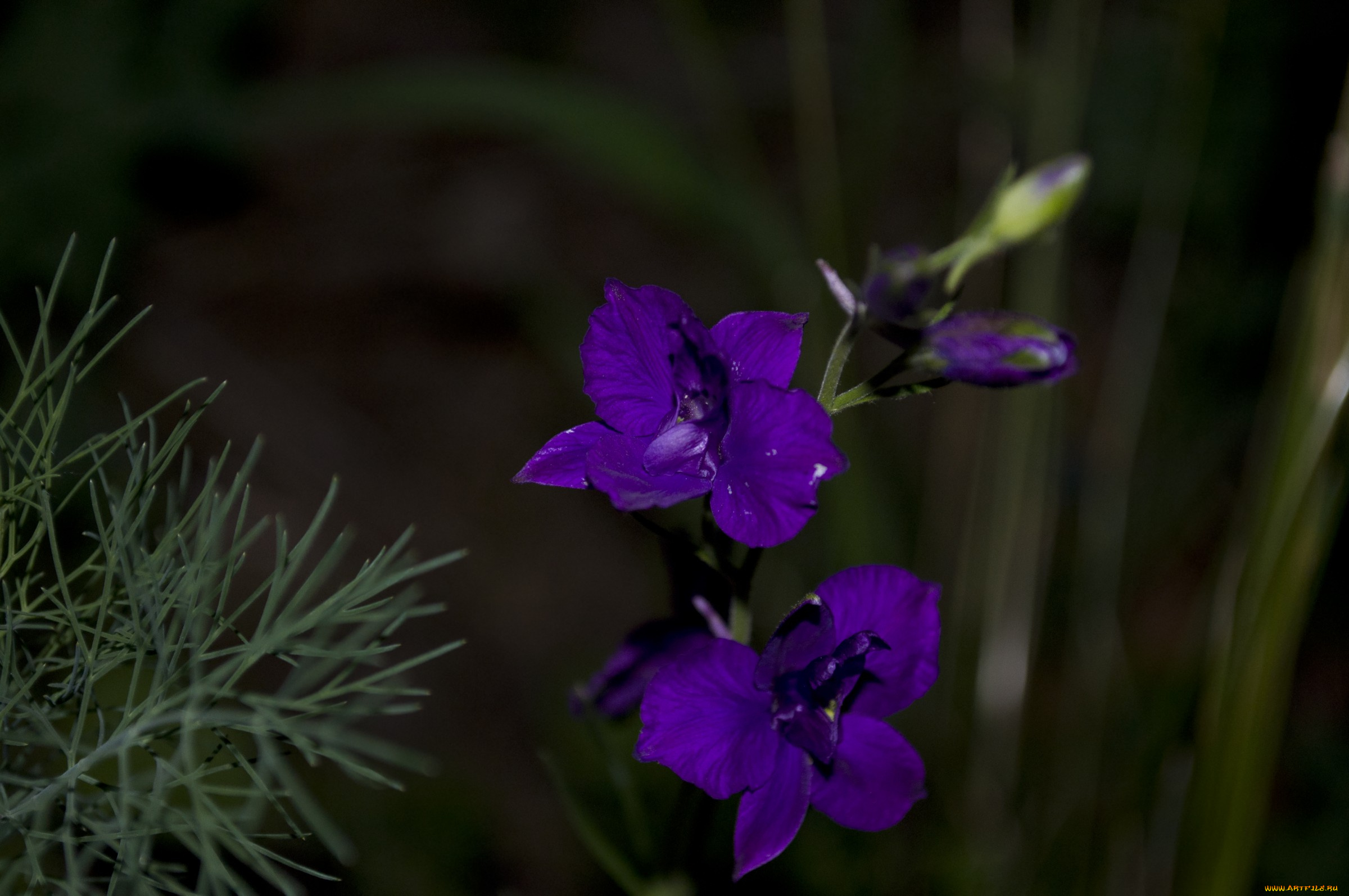 17, цветы, дельфиниум