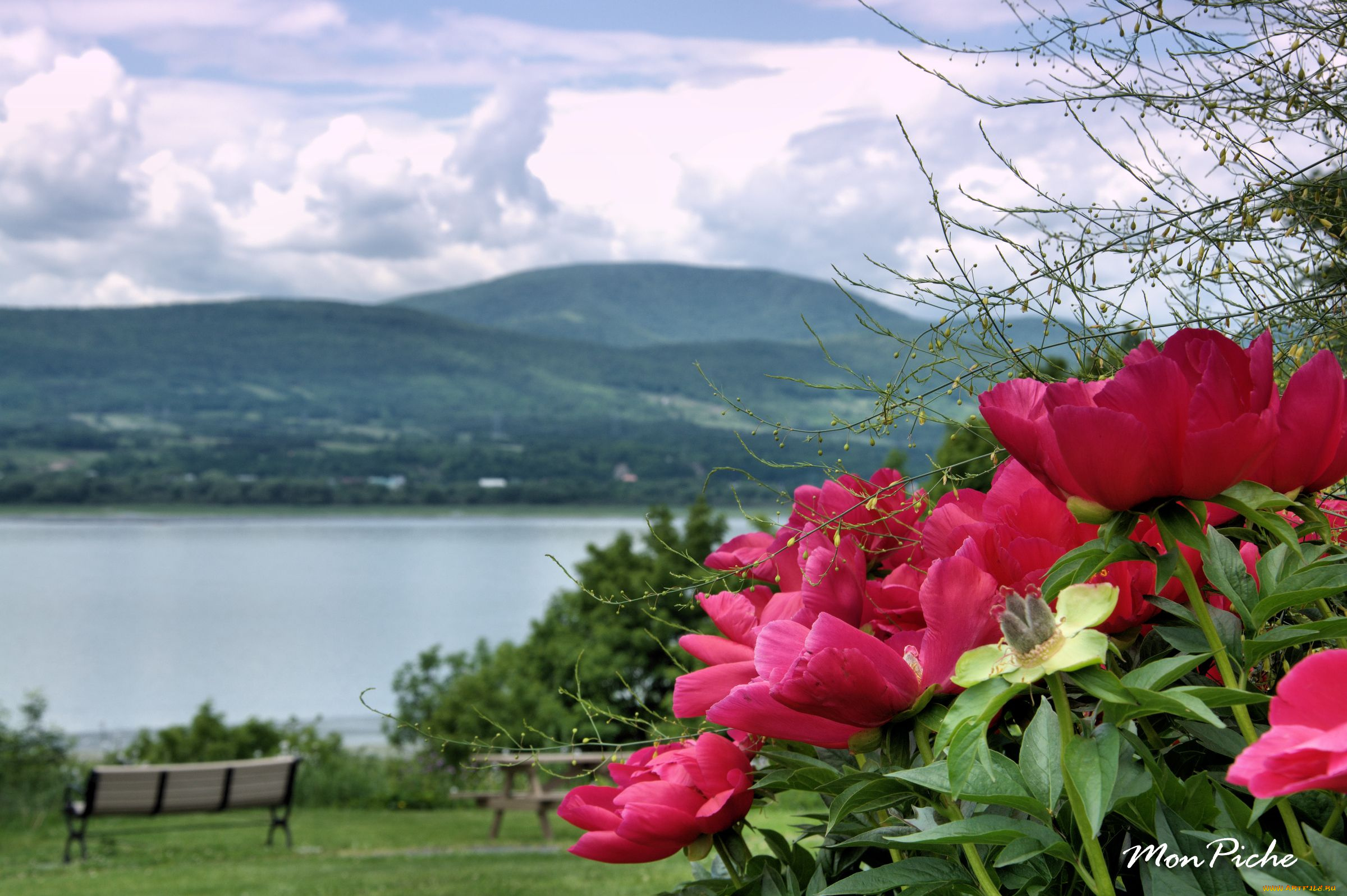 цветы, пионы, peony