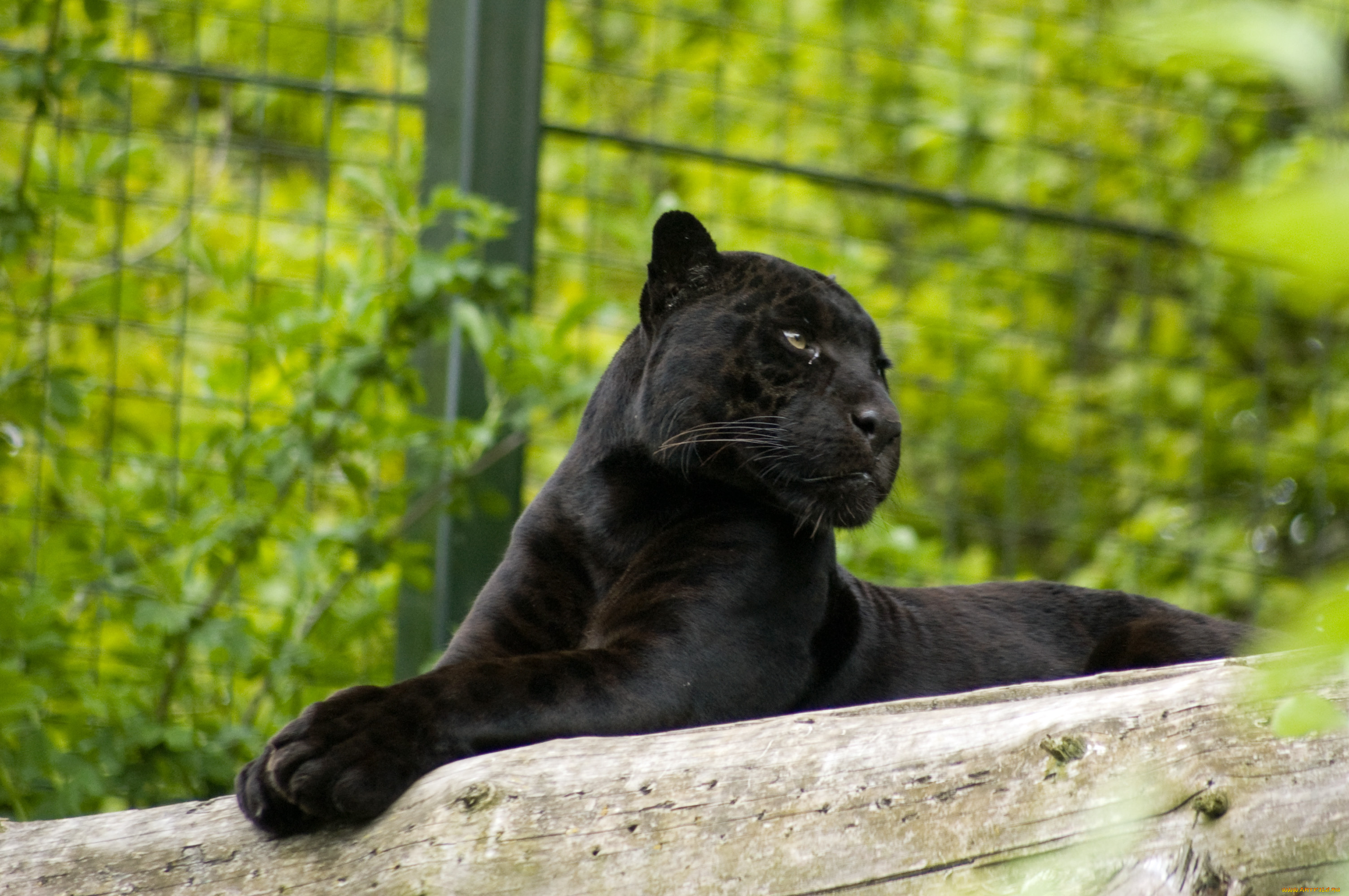 сегодня, просто, прелесть, какая, гадость, животные, пантеры, ягуар, лежит, морда, бревно