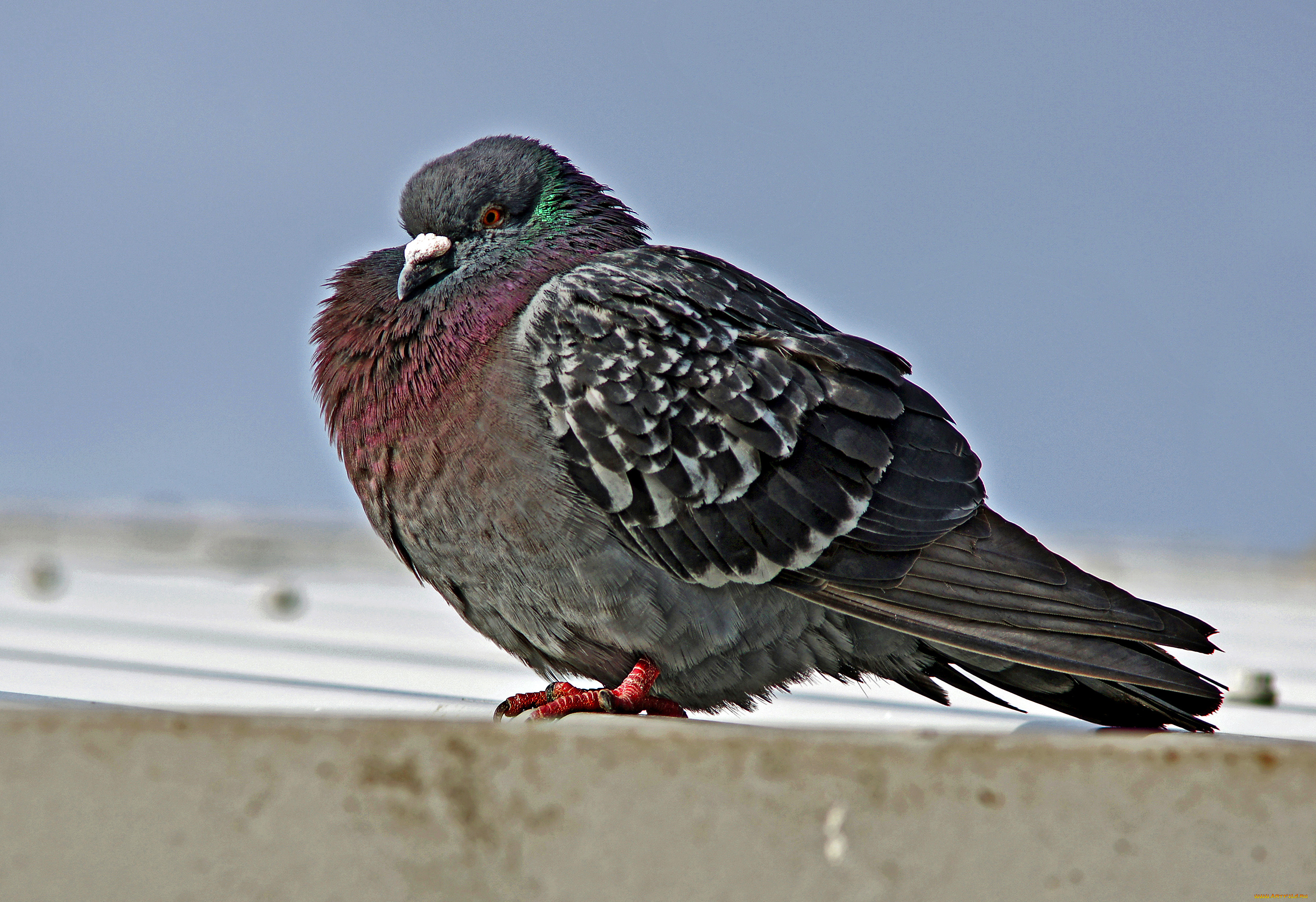 животные, голуби, голубь