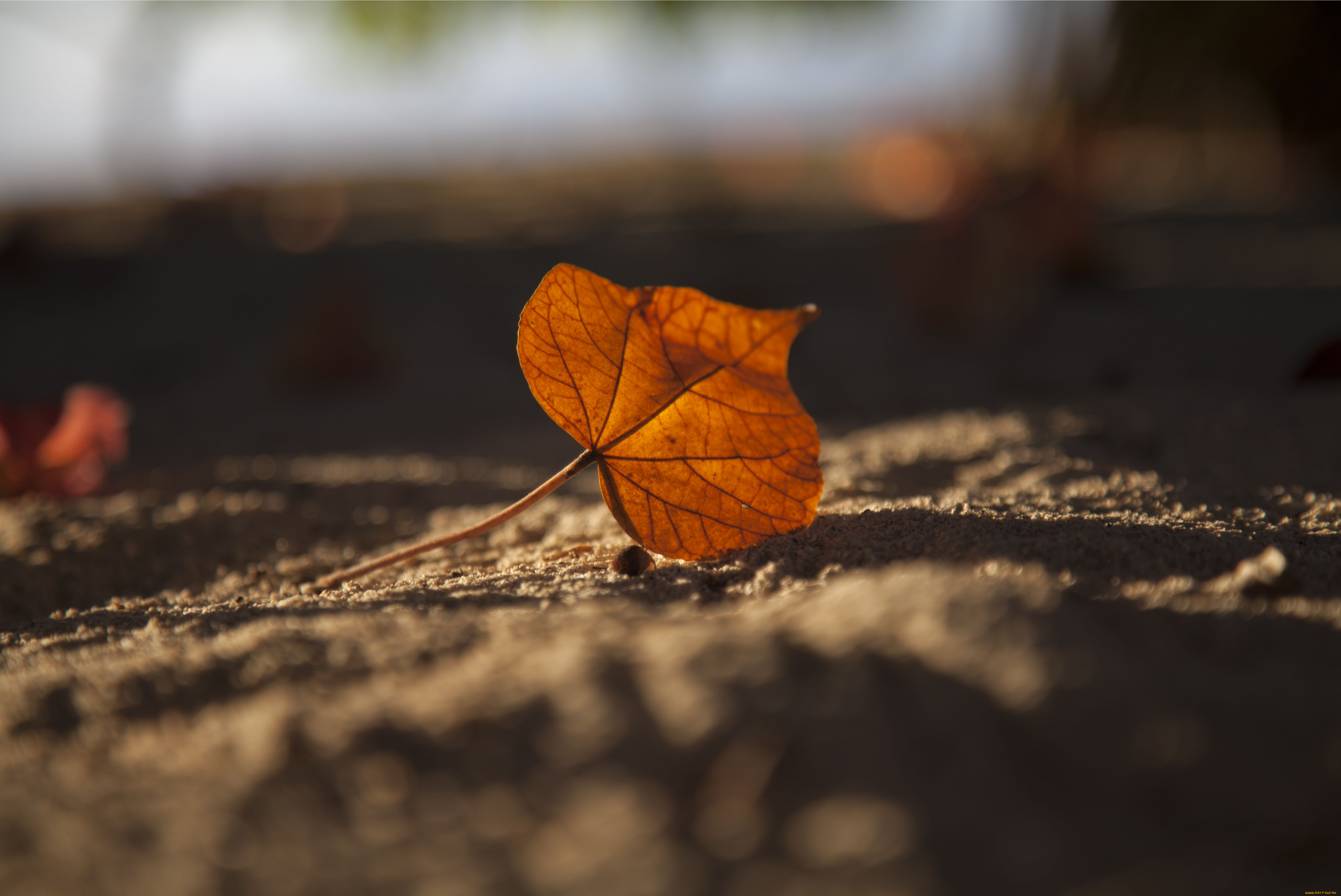 природа, листья, лист