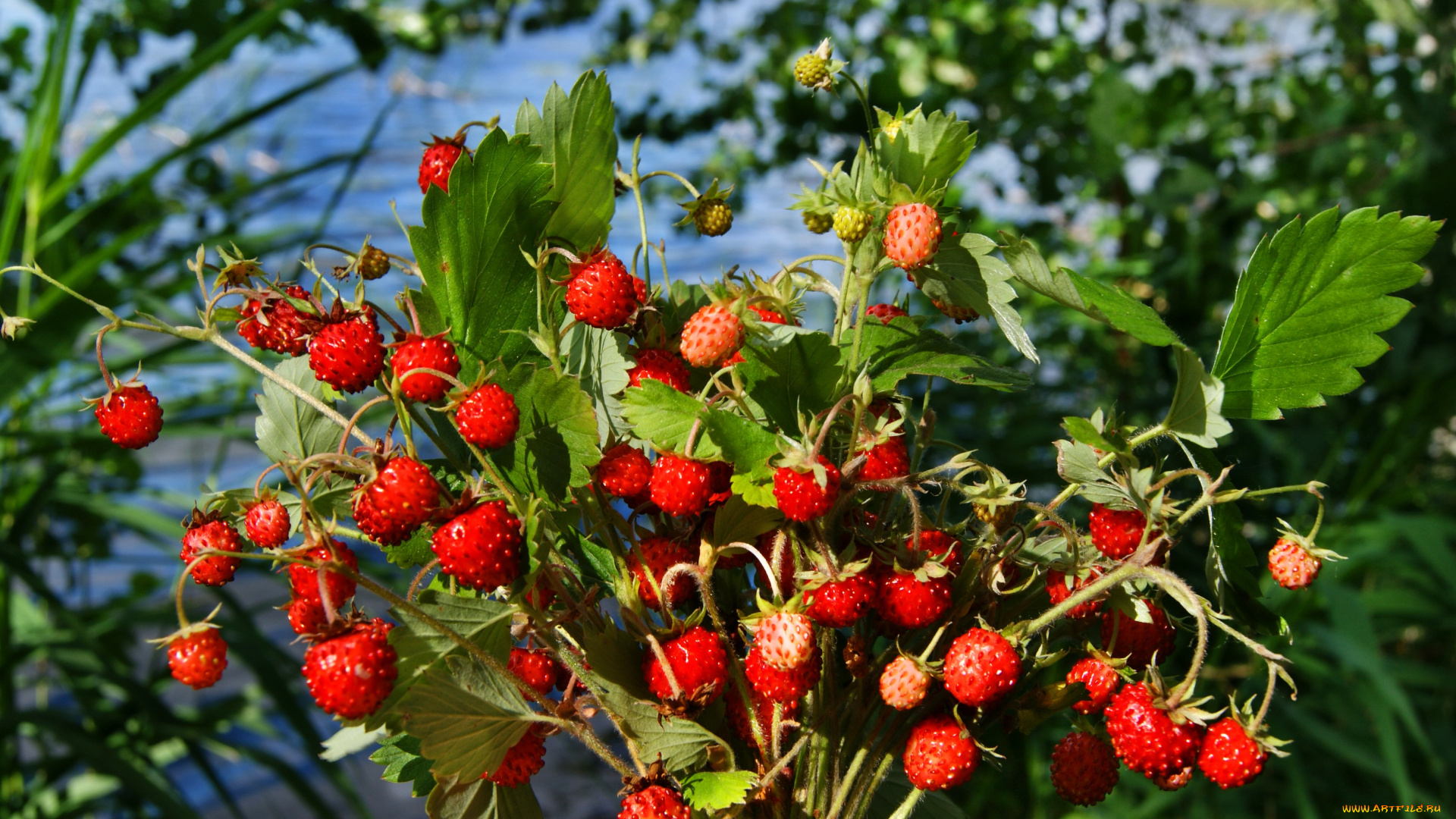 еда, клубника, земляника, дары, леса