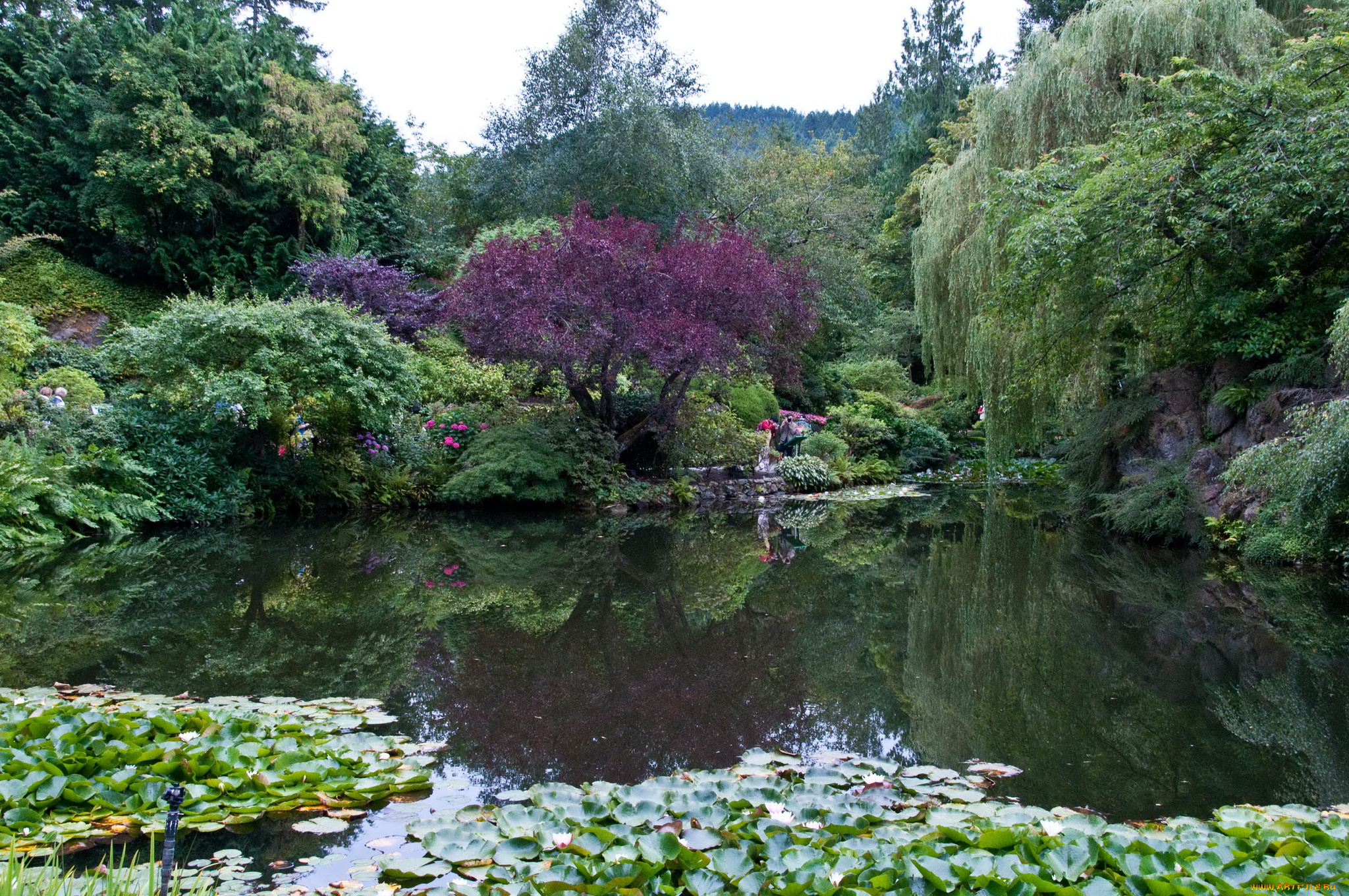 butchart, gardens, природа, парк, растения