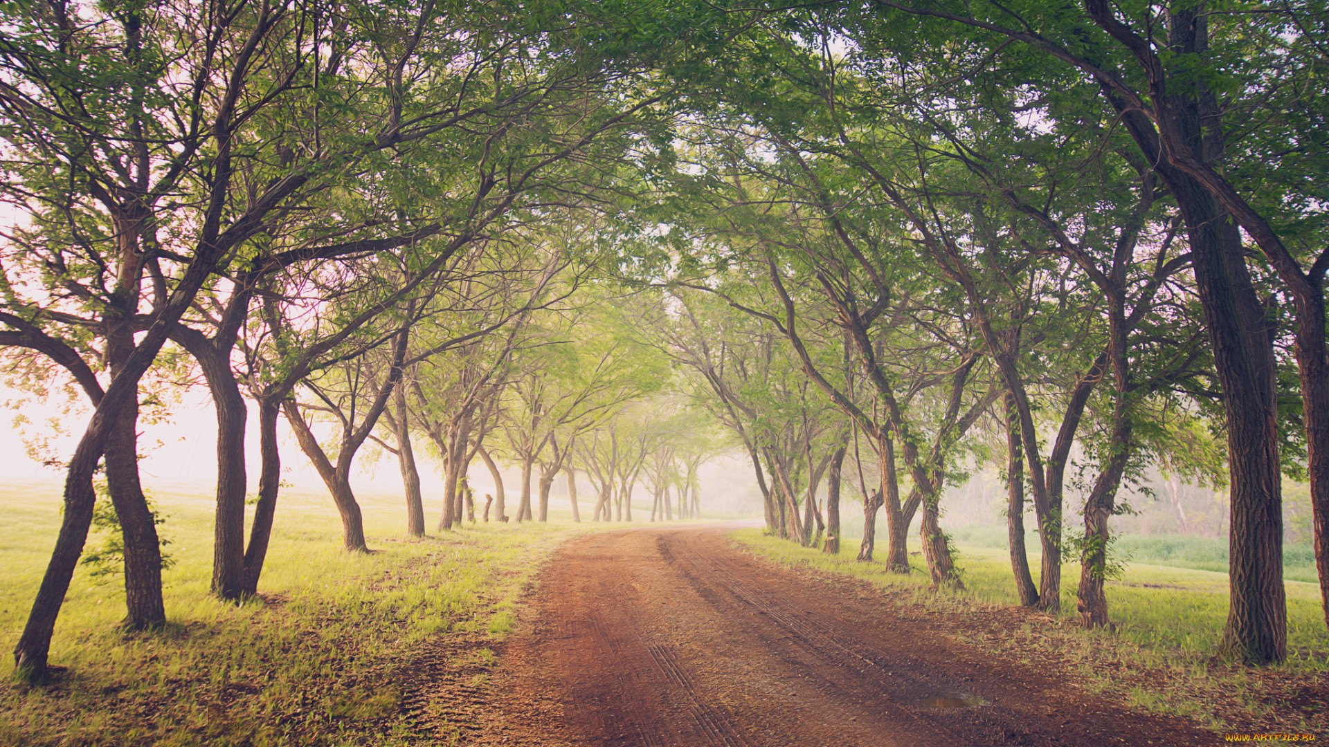 природа, дороги, дорога, деревья