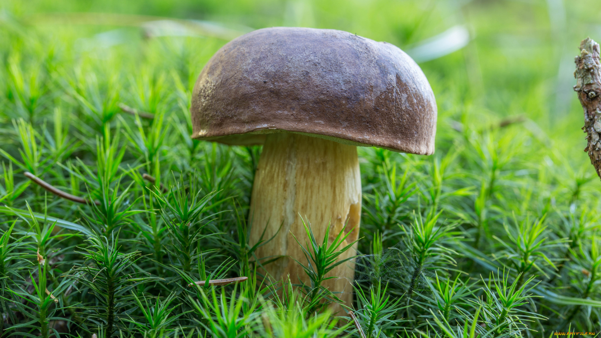 природа, грибы, белый