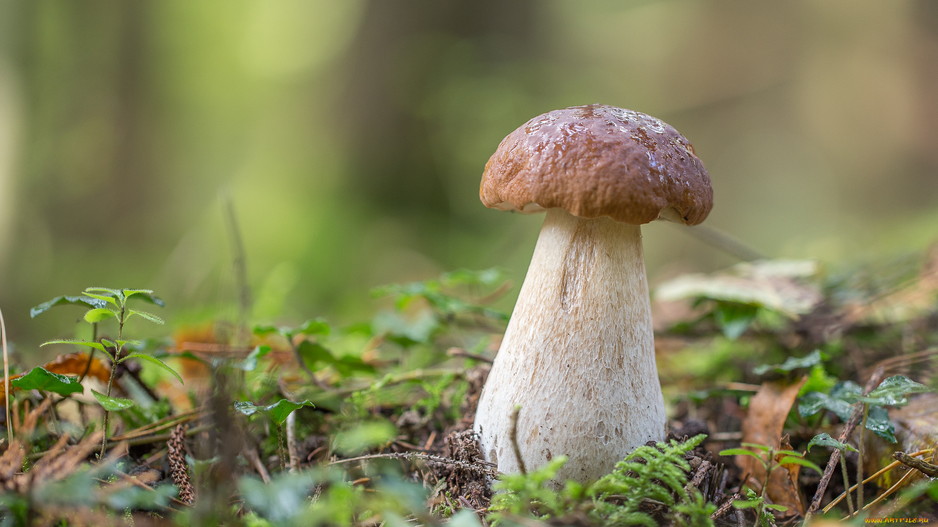 природа, грибы, боровик