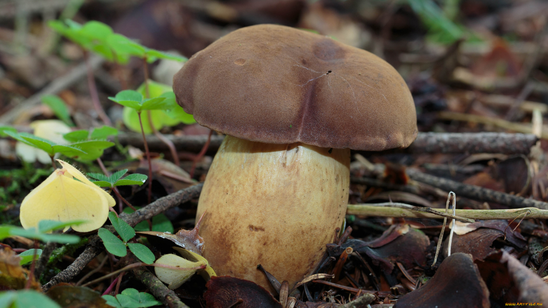 природа, грибы, моховик